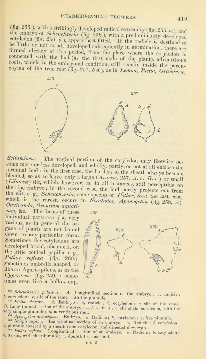 419 (tig. 255.), with a strikingly developed radical extremity (fie-. 255 a ) and the embryo of Scheuchzeria (fig. 256.), with a predominantly ckvdoped cotyledon (fig. 2o6, A), appear best fitted. If the radicle is destined to be little or not at all developed subsequently in germination, there are formed already at this period, from the place where the cotyledon is connected with the bud (as the first node of the plant), adventitious loots, which, m the embryonal condition, still remain inside the paren- chyma of the true root (fig. 257, b cl), as in Lemna, Pistia, GralinZ, ‘256 257 ScitammecE. The vaginal portion of the cotyledon may likewise be- come more or less developed, and wholly, partly, or not at all enclose the terminal bud : in the first case, the borders of the sheath always become blended, so as to leave only a large (Aracea>, 257. A. c. B. c.) or small (puiacece) slit, which, however, is, in all instances, still perceptible on the ripe embryo; in the second case, the bud partly projects out from tne slit, e. g., Scheuclizeria, some species of Pathos, &c.; the last case which is the rarest, occurs in Stratiotes, Aponoqeton (fie. 258 c ) Ouviranda, Orontium aquati- 5 'h cum, Sec. The forms of these 258 individual parts are also very various, as in general the or- gans of plants are not bound down to any particular form. Sometimes the cotyledons are developed broad, obconical, on the little conical papilla, e. g., Pothos rejiexa (fig. 260.), sometimes umbrella-shaped, or like an Agaric-pileus, as in the Cyperacecc (fig. 259.); some- times even like a hollow cup, 406 Scheuchzeria palustris. A, Longitudinal section of the embryo: a, radicle; b, cotyledon ; c, slit of the same, with the plumule. ™ Pistia obovata. A, Embryo : a, radicle; b, cotyledon; c, slit of the same. Longitudinal section of the embryo: a, b, as in A ; c, slit of the cotyledon, with the very simple plumule; d, adventitious root. fj9 /iP0n09et°n distachi/on. Embryo, a, Radicle; b, cotyledon ; r, free plumule. Isolepis supina. Longitudinal section of an embryo, a. Radicle ; b, cotyledon ; e, plumule covered by a sheath from cotyledon, and directed downward. . Pothos rejiexa. Longitudinal section of an embryo, a, Radicle ; b, cotyledon ; c, its slit, with the plumule; x, doubtful second bud. r. r. 2