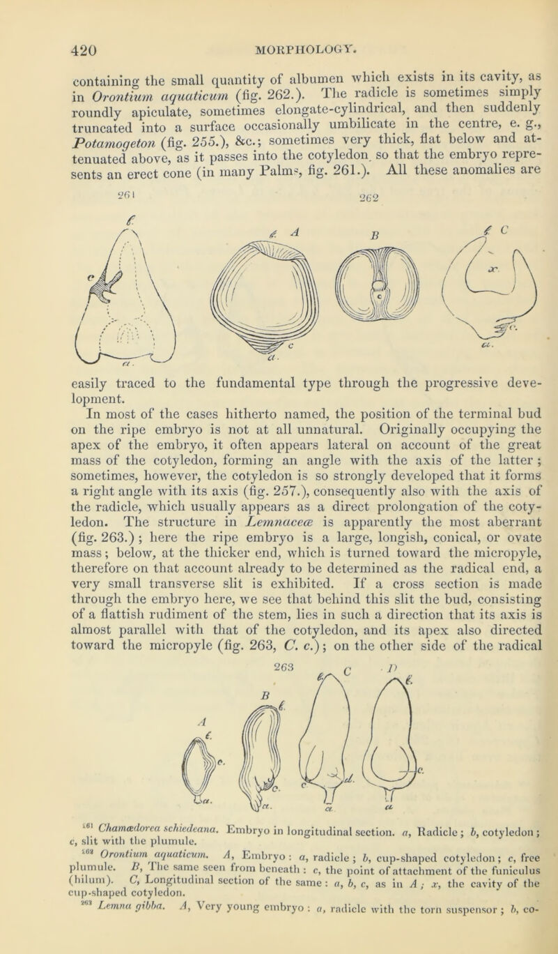 containing the small quantity of albumen which exists in its cavity, as in Orontium aquaticum (fig. 262.). The radicle is sometimes simply roundly apiculate, sometimes elongate-cylindrical, and then suddenly truncated into a surface occasionally umbilicate in the centie, e. g., Potamogeton (fig. 255.), &c.; sometimes very thick, flat below and at- tenuated above, as it passes into the cotyledon, so that the embryo repre- sents an erect cone (in many Palms, fig. 261.). All these anomalies are easily traced to the fundamental type through the progressive deve- lopment. In most of the cases hitherto named, the position of the terminal bud on the ripe embryo is not at all unnatural. Originally occupying the apex of the embryo, it often appears lateral on account of the great mass of the cotyledon, forming an angle with the axis of the latter ; sometimes, however, the cotyledon is so strongly developed that it forms a right angle with its axis (fig. 257.), consequently also with the axis of the radicle, which usually appears as a direct prolongation of the coty- ledon. The structure in Lcmnacece is apparently the most aberrant (fig. 263.) ; here the ripe embryo is a large, longish, conical, or ovate mass; below, at the thicker end, which is turned toward the micropyle, therefore on that account already to be determined as the radical end, a very small transverse slit is exhibited. If a cross section is made through the embryo here, we see that behind this slit the bud, consisting of a flattish rudiment of the stem, lies in such a direction that its axis is almost parallel with that of the cotyledon, and its apex also directed toward the micropyle (fig. 263, C. c.); on the other side of the radical Chamailoiea schiedeana. Embryo in longitudinal section, a, Radicle; b, cotyledon ; c, slit with the plumule. Orontium aquaticum. A, Embryo: a, radicle ; b, cup-shaped cotyledon; c, free plumule. Id, 1 lie same seen from beneath : c, the point of attachment of the funiculus (hilum). C, Longitudinal section of the same : a, b, c, as in A ; x, the cavity of the cup-shaped cotyledon. MS Lemna 9'U>a. A, Very young embryo : a, radicle with the torn suspensor; b, co-
