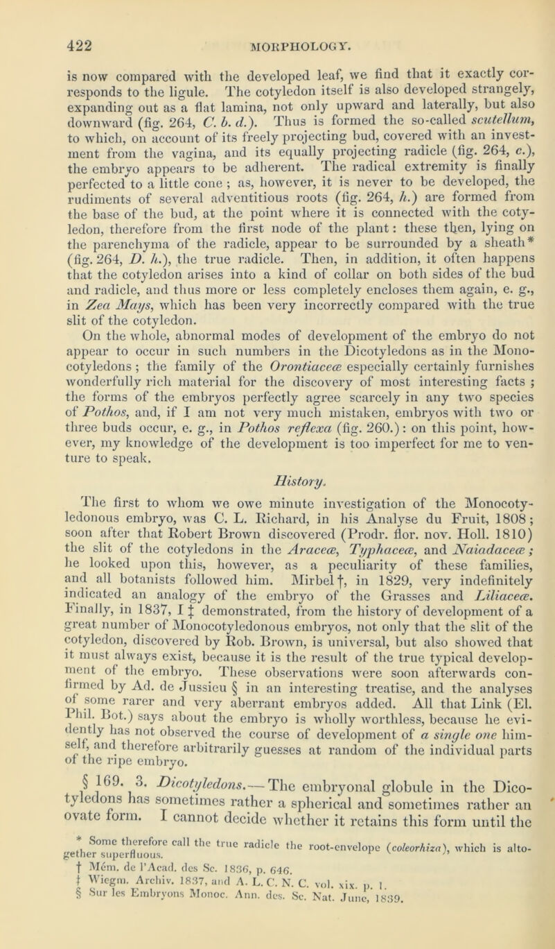 is now compared with the developed leaf, we find that it exactly cor- responds to the ligule. The cotyledon itself is also developed strangely, expanding out as a flat lamina, not only upward and laterally, hut also downward (fig. 264, C. b. </.). Thus is formed the so-called scutellum, to which, on account of its freely projecting bud, covered with an invest- ment from the vagina, and its equally projecting radicle (fig. 264, c.), the embryo appears to be adherent. I he radical extremity is finally perfected*^to a little cone ; as, however, it is never to be developed, the rudiments of several adventitious roots (fig. 264, li.) are formed from the base of the bud, at the point where it is connected with the coty- ledon, therefore from the first node of the plant: these then, lying on the parenchyma of the radicle, appear to be surrounded by a sheath* (fig. 264, D. A.), the true radicle. Then, in addition, it often happens that the cotyledon arises into a kind of collar on both sides of the bud and radicle, and thus more or less completely encloses them again, e. g., in Zea Mays, which has been very incorrectly compared with the true slit of the cotyledon. On the whole, abnormal modes of development of the embryo do not appear to occur in such numbers in the Dicotyledons as in the Mono- cotyledons ; the family of the Orontiacece especially certainly furnishes wonderfully rich material for the discovery of most interesting facts ; the forms of the embryos perfectly agree scarcely in any two species of Pothos, and, if I am not very much mistaken, embryos with two or three buds occur, e. g., in Pothos rcflexa (fig. 260.): on this point, how- ever, my knowledge of the development is too imperfect for me to ven- ture to speak. History„ The first to whom we owe minute investigation of the Monocoty- ledonous embryo, was C. L. Richard, in his Analyse du Fruit, 1808; soon after that Robert Brown discovered (Prodr. flor. nov. IIoll. 1810) the slit of the cotyledons in the Araceee, Typhacece, and Naiadacece; he looked upon this, however, as a peculiarity of these families, and all botanists followed him. Mirbelf, in 1829, very indefinitely indicated an analogy of the embryo of the Grasses and Liliacece. finally, in 1837, I J demonstrated, from the history of development of a great number of Monocotylcdonous embryos, not only that the slit of the cotyledon, discovered by Rob. Brown, is universal, but also showed that it must always exist, because it is the result of the true typical develop- ment ol the embryo. These observations were soon afterwards con- firmed by Ad. de Jussieu § in an interesting treatise, and the analyses ol some rarer and very aberrant embryos added. All that Link (El. 1 hil. Lot.) says about the embryo is wholly worthless, because he evi- < ently has not observed the course of development of a single one him- se , and therefore arbitrarily guesses at random of the individual parts of the ripe embryo. § 169. 3. Dicotyledons.— The embryonal globule in the Dico- ty edons has sometimes rather a spherical and sometimes rather an ovate form. I cannot decide whether it retains this form until the ,rether°supe r C ° trUe ra^'c^c ^le mot-envelope (coleorhiza), which is alto- f Mem. de I’Acad. dcs Sc. 1836, p. 646. t Wiegm. Archiv. 1837, and A. L. C. N. C. vol. xix. p 1 § Surles Embrvons Monoc. Ann. dcs. Sc. Nat. June, 1839.