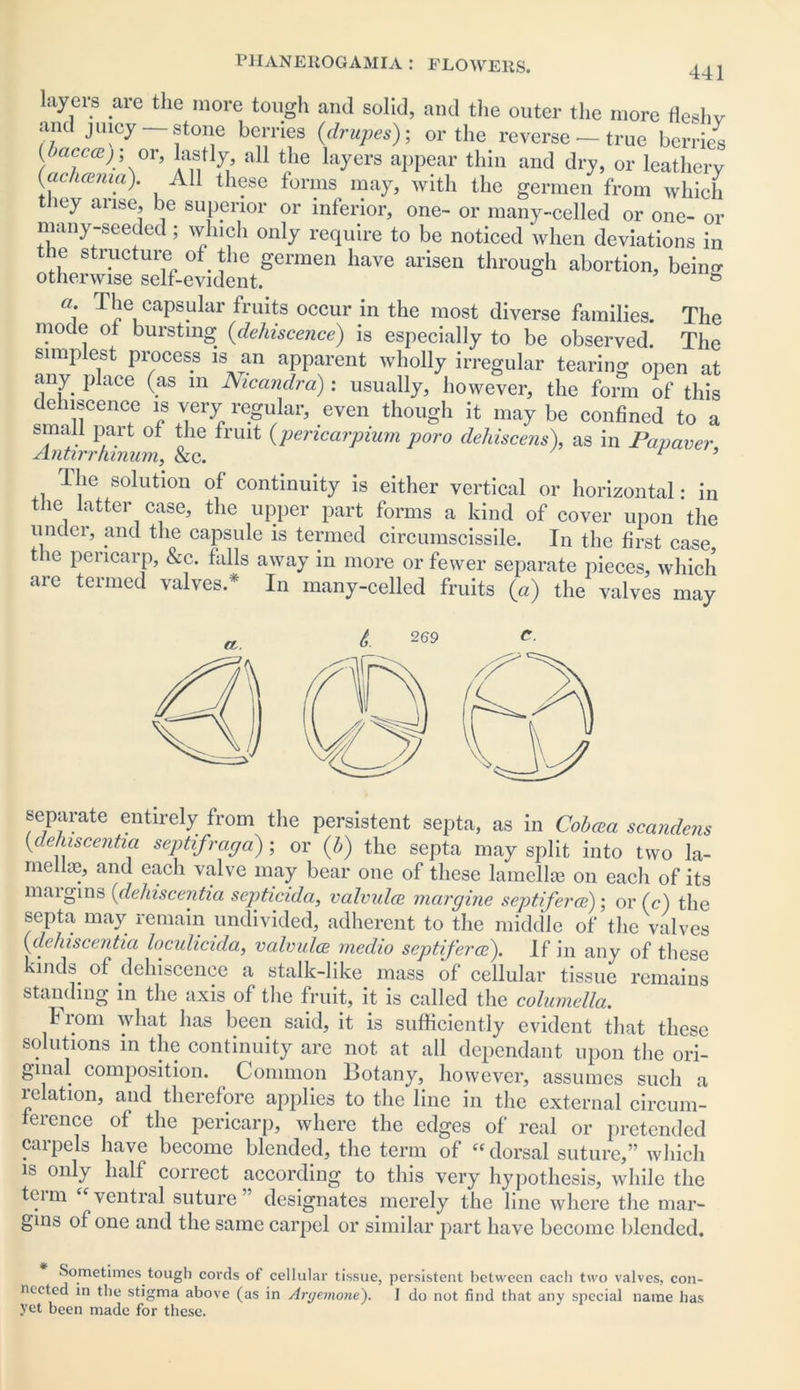 layers are the more tough anti solid, and the outer the more fleshy and juicy —stone berries (,drupes); or the reverse —true berries (baccce) ; or, lastly, all the layers appear thin and dry, or leathery (achesma). All these forms may, with the germen from which they arise, be superior or inferior, one- or many-celled or one- or many-seeded; which only require to be noticed when deviations in the structure of the germen have arisen through abortion, beino- otherwise self-evident. ° a: Capsular fruits occur in the most diverse families. The mode of bursting (,dehiscence) is especially to be observed. The simplest process is an apparent wholly irregular tearing open at liny place (as m Nicandra): usually, however, the form of this dehiscence is very regular, even though it may be confined to a small part of the fruit (pericardium poro dehiscens), as in Papaver Antirrhinum, &c. 1 3 The solution of continuity is either vertical or horizontal: in the latter case, the upper part forms a kind of cover upon the under, and the capsule is termed circumscissile. In the first case, the pericarp, &c. falls away in more or fewer separate pieces, which are termed valves.* In many-celled fruits (a) the valves may a.. (.f 269 C separate entirely from the persistent septa, as in Cobcea scandens (dehiscentia septifraga) ; or (h) the septa may split into two la- mella), and each valve may bear one of these lamella; on each of its margins (dehiscentia septicida, valvules, margine septiferce); or (c) the septa may remain undivided, adherent to the middle of the valves (dehiscentia loculicula, valvules meclio septiferce'). If in any of these kinds of dehiscence a stalk-like mass of cellular tissue remains standing in the axis of the fruit, it is called the columella. From what has been said, it is sufficiently evident that these solutions in the continuity are not at all dependant upon the ori- ginal composition. Common Botany, however, assumes such a relation, and therefore applies to the line in the external circum- ference of the pericarp, where the edges of real or pretended carpels have become blended, the term of “ dorsal suture,” which is only half correct according to this very hypothesis, while the tcim “ ventral suture” designates merely the line where the mar- gins of one and the same carpel or similar part have become blended. Sometimes tough cords of cellular tissue, persistent between each two valves, con- nected in the stigma above (as in Aryemone). I do not find that any special name has yet been made for these.