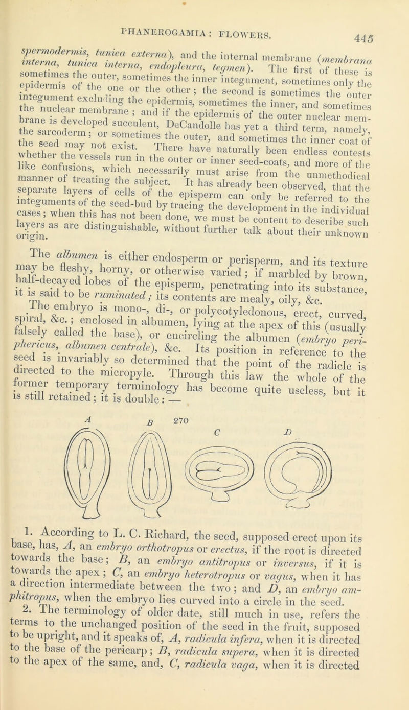 I'HANEROGAM IA iLUWERS. ZZl0derr? tunica externa\ and the internal membrane (membravn tna, tunica interna, endopleura, legmen). The first of theso • Z?£Z: lAT'’ 90metrs the '»« hi tegument, soneLt ouvTthe in^iu nf rne °f the 0ther ; the Second is sometimes the outer o llt: excluding the epidermis, sometimes the inner and sometimes the nuclear membrane ; and if the epidermis of the outer nuckaTmem brane :s developed succulent, DeCandoUe has yet a third term mmelv tile seed'may no? exTsf” Tl'? °i'ter* and sometimes inner coat ,,f whether the vessels run in tl i llave. naturally been endless contests liko nnnf, o- J , the outer or inner seed-coats, and more of the manner Sine the Z!, h“*.“a6 f0' the »“™»thodicaI separate layers of cells oBL e L,t ongln.aS are StlnSaiShable’ without further talk about their unknown The albumen is either endosperm or perisperm, and its texture ,*}? ube horny, or otherwise varied; if marbled by brown a t-decayed lobes of the episperm, penetrating into its substance' it ib said to be ruminated; its contents are mealy, oily, &c soilSe&clbTr nl0n°-’d[-> °r poly cotyledon ous, erect,' curved, M l & i/ f^ose* in albumen, lying at the apex of this (usually , Se y Cal,^d the base)> or encircling the albumen (embryo peri- Tf Cent\ale^ &c* lts Position in reference to the seed is invariably so determined that the point of the radicle is directed to the micropyle. Through this law the whole of the onne! temporary terminology has become quite useless, but it is still retained; it is double: — . According to L. C. Richard, the seed, supposed erect upon its base, lias. A, an embryo orthotropus or erect us, if the root is directed towards the base; B, an embryo antitropus or inversus, if it is owards the apex ; C, an embryo heterotropus or vagus, when it has a direction intermediate between the two; and D, an embryo am- ptutropus, when the embryo lies curved into a circle in the seed. lbe terminology of older date, still much in use, refers the erms to. the unchanged position of the seed in the fruit, supposed 0 e upnght, and it speaks of, A, radicula inf era, when it is directed o tie base of the pericarp; B, radicula supera, when it is directed to the apex of the same, and, C, radicula vaga, when it is directed
