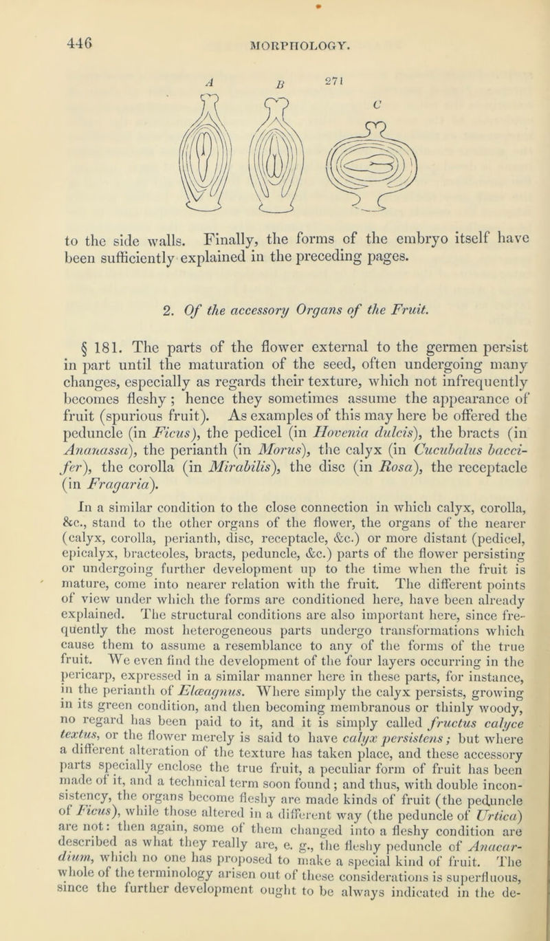 44G to the side walls. Finally, the forms of the embryo itself have been sufficiently explained in the preceding pages. 2. Of the accessory Organs of the Fruit. § 181. The parts of the flower external to the germen persist in part until the maturation of the seed, often undergoing many changes, especially as regards their texture, which not infrequently becomes fleshy ; hence they sometimes assume the appearance of fruit (spurious fruit). As examples of this may here be offered the peduncle (in Ficus), the pedicel (in Hovenia clulcis), the bracts (in Ana.na.ssa), the perianth (in Morus), the calyx (in Cucuhalus hacci- fer), the corolla (in Mirahilis), the disc (in Rosa), the receptacle (in Frag aria). In a similar condition to the close connection in which calyx, corolla, &c., stand to the other organs of the flower, the organs of the nearer (calyx, corolla, perianth, disc, receptacle, &c.) or more distant (pedicel, epicalyx, bracteoles, bracts, peduncle, &c.) parts of the flower persisting or undergoing further development up to the time when the fruit is mature, come into nearer relation with the fruit. The different points of view under which the forms are conditioned here, have been already explained. The structural conditions are also important here, since fre- quently the most heterogeneous parts undergo transformations which cause them to assume a resemblance to any of the forms of the true fruit. We even find the development of the four layers occurring in the pericarp, expressed in a similar manner here in these parts, for instance, in the perianth of Elceagnus. Where simply the calyx persists, growing in its green condition, and then becoming membranous or thinly woody, no regard has been paid to it, and it is simply called fructus calyce textus, or the flower merely is said to have calyx persistens; but where a different alteration of the texture has taken place, and these accessory parts specially enclose the true fruit, a peculiar form of fruit has been made of it, and a technical term soon found ; and thus, with double incon- sistency, the organs become fleshy are made kinds of fruit (the peduncle of Licus), while those altered in a different way (the peduncle of Urtica) aie not: then again, some of them changed into a fleshy condition are described as what they really are, e. g., the fleshy peduncle of Anacar- dium, which no one has proposed to make a special kind of fruit. The whole of the terminology arisen out of these considerations is superfluous, since the further development ought to be always indicated in the de-