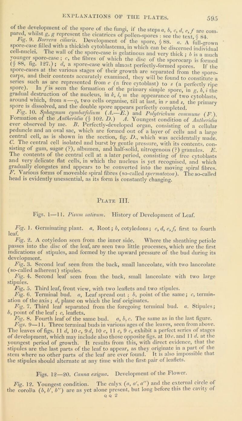 of the development of the spore of the fungi, if the steps a, b, c, d, e, f are com pared, whilst g, g represent the cicatrices of pollen-spores : see the text $ 84 big. 9. Barrera akaris. Development of the spore, $ 88. a. A full-grown spore-case filled with a thick,sh cytoblastema, in which can be discerned individual cell-nuclei. The wall ot the spore-case is gelatinous and very thick ; b is a much younger spore-case; c, the fibres of which the disc of the sporocarp is formed (v “S- 127.); d, a spore-case with almost perfectly-formed spores. If the spore-cases at the various stages of their growth are separated from the sporo- carps, and their contents accurately examined, they will be found to constitute a series such as are represented from e (a free cytoblast) to s (a perfectly ripe spore). In/is seen the formation of the primary simple spore, in g, h, i the gradual destruction of the nucleus, in k, /, m the appearance of two cytoblasts around which, from n—q, two cells organise, till at last, in ?• and 5, the primary spoi e is dissolved, and the double spore appears perfectly completed. 10* Sphagnum cymbcefolium (A.—EA) and Polytrichum commune (FA. Formation of the Antheridia (§ 102. D.) A. Youngest condition of Anlheridia ever observed by me. B. Perfectly-developed organ, consisting of a cellular peduncle and an oval sac, which are formed out of a layer of cells and a large central cell, as is shown in the section, fig. 1)., which was accidentally made. C. The central cell isolated and burst by gentle pressure, with its contents, con- sisting of gum, sugar (?), albumen, and half-solid, nitrogenous (?) granules. E. The contents of the central cell at a later period, consisting of free cytoblasts and very delicate flat cells, in which the nucleus is yet recognised, and which gradually elongates and appears to be converted into the moving spiral fibres. F. Various forms of moveable spiral fibres (so-called spermatozoa). The so-called head is evidently unessential, as its form is constantly changing. Plate III. Figs. 1—1 I. Pisum sativum. History of Development of Leaf. Fig. 1. Germinating plant, a, Root; b, cotyledons; c, d, <?,/, first to fourth leaf. Fig. 2. A cotyledon seen from the inner side. Where the sheathing petiole passes into the disc of the leaf, are seen two little processes, which are the first indications of stipules, and formed by the upward pressure of the bud during its development. Fig. 3. Second leaf seen from the back, small lanceolate, with two lanceolate (so-called adherent) stipules. Fig. 4. Second leaf seen from the back, small lanceolate with two large stipules. Fig. 5. Third leaf, front view, with two leaflets and two stipules. Fig. 6. Terminal bud. a, Leaf spread out ; b, point of the same; c, termin- ation of the axis ; cl, plane on which the leaf originates. Fig. 7. Third leaf separated from the foregoing terminal bud. a. Stipules; b, point of the leaf; c, leaflets. Fig. 8. Fourth leaf of the same bud. a, b, c. The same as in the last figure. Figs. 9—11. Three terminal buds in various ages of the leaves, seen from above. The leaves of figs. 11 d, 10 c, 9d, 10 c, 11 c, 9 c, exhibit a perfect series of stages of development, which may include also those opposite figs, at 10c. and 11 d. at the youngest period of growth. It results from this, with direct evidence, that the stipules are the last parts of the leaf to appear, as they originate in a part ot the stem where no other parts of the leaf are ever found. It is also impossible that the stipules should alternate at any time with the first pair of leaflets. Figs. 12—20. Canna exigua. Development of the Flower. Fig. 12. Youngest condition. The calyx (a, a\ a) and the external ciicle of the corolla (b, //, b) are as yet alone present, but long before this the cavity of Q Q 2