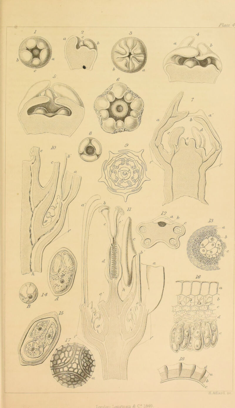 r.ort'n: - ' ouconan & C° 1849