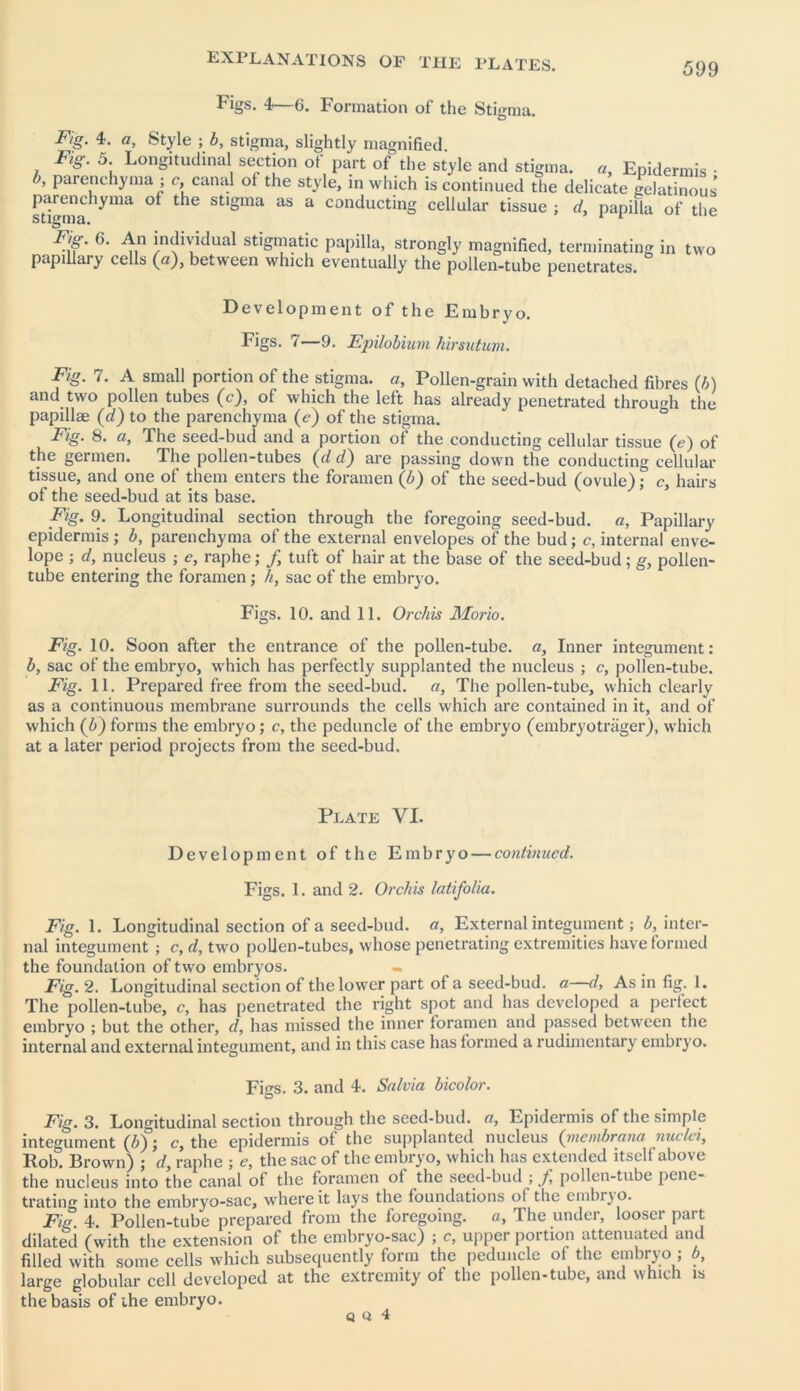 Figs. 4—6. Formation of the Stigma. Fig. 4. a, Style ; b, stigma, slightly magnified. Fig. 5. Longitudinal section of part of the style and stigma, a, Epidermis • b, parenchyma ; c, canal of the style, in which is continued the delicate gelatinous' parenchyma of the stigma as a conducting cellular tissue ; d, papilla of the stigma. 1 1 individual stigmatic papilla, strongly magnified, terminating in two papillary cells (a), between which eventually the pollen-tube penetrates. Development of the Embryo. Figs. 7—9. Epilobium hirsutum. Fig. 7. A small portion of the stigma, a, Pollen-grain with detached fibres (b) and two pollen tubes (c), of which the left has already penetrated through the papillae (d) to the parenchyma (e) of the stigma. Fig. 8. a. The seed-bud and a portion of the conducting cellular tissue (<?) of the germen. The pollen-tubes (d d) are passing down the conducting cellular tissue, and one of them enters the foramen (b) of the seed-bud (ovule); c, hairs of the seed-bud at its base. Fig. 9. Longitudinal section through the foregoing seed-bud. a, Papillary epidermis ; b, parenchyma of the external envelopes of the bud; c, internal enve- lope ; d, nucleus ; e, raphe ,* f tuft of hair at the base of the seed-bud; g, pollen- tube entering the foramen ; li, sac of the embryo. Figs. 10. and 11. Orchis Morio. Fig. 10. Soon after the entrance of the pollen-tube, a. Inner integument: b, sac of the embryo, which has perfectly supplanted the nucleus ; c, pollen-tube. Fig. 11. Prepared free from the seed-bud. a, The pollen-tube, which clearly as a continuous membrane surrounds the cells which are contained in it, and of which (6) forms the embryo; c, the peduncle of the embryo (embryotriiger), which at a later period projects from the seed-bud. Plate VI. Development of the Embryo — continued. Figs. 1. and 2. Orchis latifolia. Fig. 1. Longitudinal section of a seed-bud. a, External integument; b, inter- nal integument ; c, cl, two pollen-tubes, whose penetrating extremities have formed the foundation of two embryos. - Fig. 2. Longitudinal section of the lower part of a seed-bud. a d, As in fig. 1. The pollen-tube, c, has penetrated the right spot and has developed a perfect embryo ; but the other, d, has missed the inner foramen and passed between the internal and external integument, and in this case has formed a rudimentary embryo. Figs. 3. and 4. Salvia bicolor. Fig. 3. Longitudinal section through the seed-bud. a, Epidermis of the simple integument (b); c, the epidermis of the supplanted nucleus (membrana nuclei, Rob. Brown) ; d, raphe ; e, the sac of the embryo, which has extended itself above the nucleus into the canal of the foramen ot the seed-bud ; f pollen-tube pene- trating into the embryo-sac, where it lays the foundations of the embryo. Fig. 4. Pollen-tube prepared from the foregoing, a. The under, looser part dilated (with the extension of the embryo-sac) ; c, upper portion attenuated and filled with some cells which subsequently form the peduncle of the embryo ; b, large globular cell developed at the extremity of the pollen-tube, and which is the basis of the embryo. Q <i 4