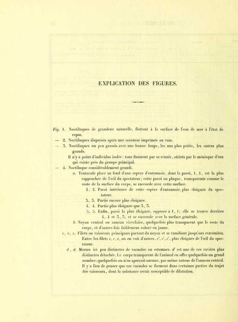 Fig. i. Noctiliiques de graiuleiir naturelle, llottant à la surface de l’eau de mer à l’état de repos. — i. Noctiluques dispersés après une secousse imprimée au vase. — 3. Noctiluques un }ieu grossis avec une bonne loupe, les uns plus petits, les autres plus grands. Il n’y a point d'individus isolés ; tous finissent par se réunir, attirés par le ménisque d’eau qui existe près du groupe principal. — 4. Noctiluque considérablement grandi. a. Tentacule placé au fond d’une espèce d’entonnoir, dont la paroi, 1, 1, est la plus rapprocbée de l’œil du spectateur; cette paroi ou plaque, transparente comme le reste de la surface du corps, se raccorde avec cette surface. “2, 2. Paroi intérieure de cette espèce d’entonnoir, plus éloignée du spec- tateur. 5, 3. Partie encore plus éloignée. 4, 4. Partie plus éloignée que 3, 3. 0, 5. Enfin, paroi la plus éloignée, opposée à 1,1; elle se trouve derrière 4, 4 et 5,3, et se raccorde avec la surface générale. b. Noyau central ou anneau circulaire, quelquefois plus transparent que le reste du corps, et d’autres fois i'aibleinent coloré en jaune, c, c, c. b’ilets ou vaisseaux principaux partant du noyau et se lamilianl jusqu’aux extrémités. Entre les filets c, c, c, on en voit d’autres, c', c', c', plus éloignés de l’œil du spec- tateur. d , d. Masses ici peu distinctes de vacuoles ou estomacs, d'est une de ces cavités plus distinctes détaebée. Le corps transparent de l’animal en offre quelquefois un grand nombre;quelquefois on n’en aperçoit aucune, pas même autour de l’anneau central. Il y a lieu de penser que ces vacuoles se forment dans certaines parties du trajet des vaisseaux, dont la substance serait susceptible de dilatation.