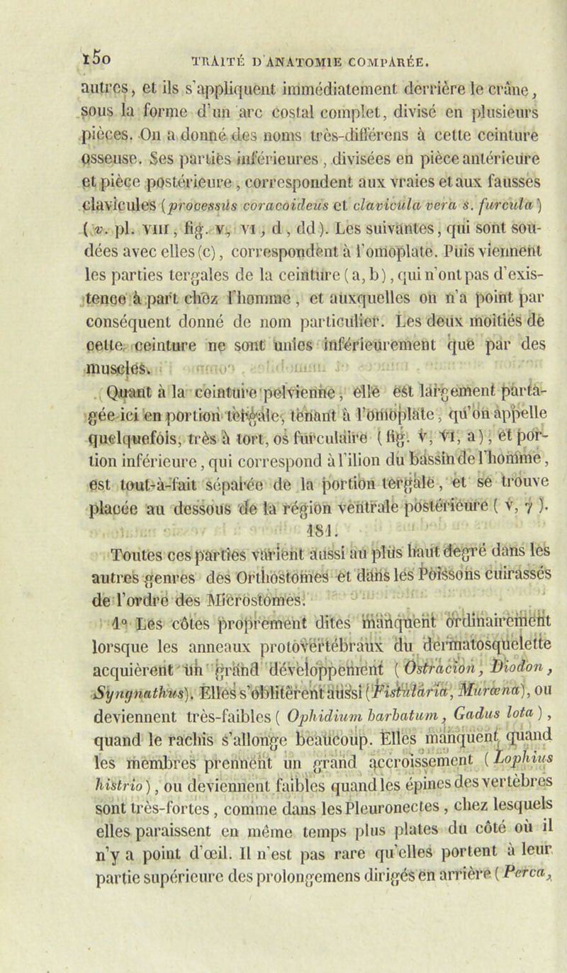 ï5o autres, et ils s’appliquent immédiatement derrière le crâne, sous la forme d’un arc costal complet, divisé en plusieurs pièces. On a donné des noms très-diflérens à cette ceinture qsseuse. Ses partiès inférieures, divisées en pièce antérieure et pièce postérieure, correspondent aux vraies et aux fausses clavicules [prooessûs coracoideus et clavicula vera s. fiircula) { v. pl. viir, %. V;, VI, d , dd ). Les suivantes, qui sont sou- dées avec elles (c), correspondent à l’omoplate. Puis viennent les parties tergales de la ceinture (a, b), qui n’ont pas d’exis- tenqe à part chez riiomme , et auxquelles on n’a point par conséquent donné de nom particulier. Les deux moitiés dè oette, ceinture ne sont unies inférieurement f|ué par des musclés. Quant à la ceinture pelvienne -, elle ëst largement parta- gée ici en portion tèH^ale-, tenant à rortib|)late, qü’on appelle quelquefois, très â tort, oS fiii'cuUiire ( Hg. V, ti, a), ét por- tion inférieure, qui correspond àl’ilion dii bassin de l’hommé, est tout-à-^fait sépal'ée de la portion tergâlé, et se trouve placée au dessous de la région ventrale postérieure ( v, 7 ). 18'J. Toutes ces parties vUrîént aussi au plüs liant degré dans lès autres genres des Ortiiostorhes ét daiis lés i*oîSsohs cuirassés de l’ordré des IMîerostomes. 4° Les côtes proprement dites manquent ordînairèniéiit lorsque les anneaux protovërtébraùx du deiTOalosqueletie acquièrent ' Uii grând développement ( Ùstracîon, Biod'on, Syngnatkus). Élléss’oblitèrentâussi(i^’i5t'^'?ttrintj Murcena), ou deviennent très-faibles ( Ophidium harbatum, Gadus Iota ), quand le rachis S’allonge beaucoup. Elles manquent, quand les membres prennent un grand qccroisserhent ( Lophius histrio), ou deviennent faibles quand les épines des vertèbres sont très-fortes, comme dans lesPleuronectes , chez lesquels elles paraissent en môme temps plus plates du côté où il n’y a point d’œil. Il n’est pas rare qu’elles portent à leur partie supérieure des prolongemens dirigés en arrière ( Perça^