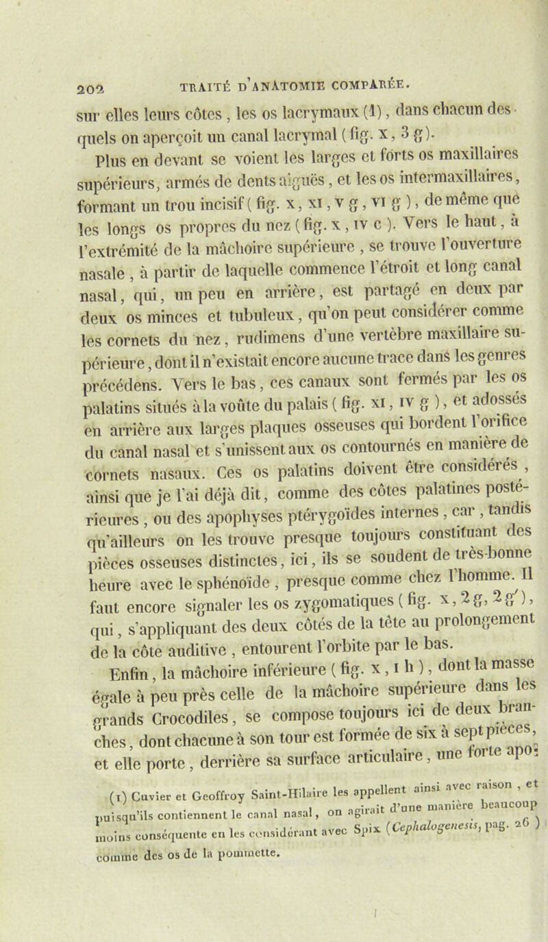 sur elles leurs cotes, les os lacrymaux (l), daus chacun des quels on aperçoit un canal lacrymal ( fig. x, 3 g). Plus en devant se voient les larges et forts os maxillaires supérieurs, armés de dents aiguës, et les os intermaxillaires, formant un trou incisif ( fig. x, xi, v g, vi g ), de même que les longs os propres du nez (fig. x, iv c ). Vers le haut, à l’extrémité de la mâchoire supérieure , se trouve l’ouverture nasale , à partir de laquelle commence l’étroit et long canal nasal, qui, un peu en arrière, est partagé en deux par deux os minces et tubuleux, qu on peut considérer comme les cornets du nez, rudimens d’une vertèbre maxillaire su- périeure , dont il n’existait encore aucune trace dans les genres précédons. Vers le bas, ces canaux sont fermés par les os palatins situés à la voûte du palais ( fig. xi, iv g ), et adossés en arrière aux larges plaques osseuses qui bordent l’orifice du canal nasal et s’unissent aux os contournés en manière de cornets nasaux. Ces os palatins doivent être considérés , ainsi que je l’ai déjà dit, comme des cotes palatines posté- rieures , ou des apophyses ptérygoïdes internes , car , tandis qu’ailleurs on les trouve presque toujours constituant c es pièces osseuses distinctes, ici, ils se soudent de tres-bonne heure avec le sphénoïde , presque comme chez 1 homme faut encore signaler les os zygomatiques (fig. x, 2 g, 2 g ), qui, s’appliquant des deux côtés de la tête au prolongement de la côte auditive , entourent l’orbite par le bas. Enfin, la mâchoire inférieure ( fig. x, i h ), dont la masse é^^ale à peu près celle de la mâchoire supérieure dans les grands Crocodiles, se compose toujours ici de deux tran- ches , dont chacune à son tour est formée de six à sept p.eces, et elle porte , derrière sa surface articulaire, une forte .p î (T) Cavier et Geoffroy Sainl-nil.ire les appellent ainsi .avec raison , et .uUa’ils contiennent le canal nasal, on agirait d’une ntan.ere beaucoup moins conséfprenle en les considérant avec Spix {CtphalogCitesis, i g comme des os de la pommette. I