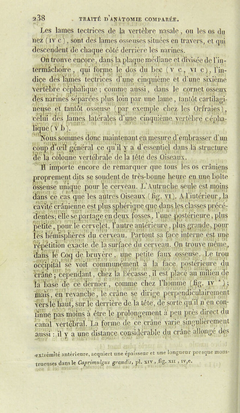 Les lames leclrices de la vertèbre nasale, on les os du nez ( IV c ), sont des lames osseuses situées en travers, et qui descendent de chaque côté derrière les narines. On trouve encore, dans la plaque médiane et divisée de l’in- termâchoire, qui forme le dos du bec (v c, vi c), l’in- diçe des lames tectrices d’une cinquième et d’une sixième vertèbre céphalique ; comme aussi, dans le cornet osseux des narines séparées plus loin par une lame, tantôt cartilagi- neuse et tantôt osseuse ( par exemple chez les Orfraies ), celui des James latérales d’une cinquième vertèbre cépha- lique (v b). Nous sommes donc maintenant en mesure d’embrasser d’un coup d’œil général ce quil y a d’essentiel dans la structime de la colonne vertébrale de la tête des Oiseaux. Il importe encore de remarquer que tous les os crâniens proprement dits se soudent de très-bonne heure en une boîte osseuse uniquç pour le cerveau. L’Autruche seule est moins dans ce cas que les autres Oiseaux ( fig. vib A l’intérieur, la cavité crânienne est plus sphérique que dans Içs classes précé- dentes; elle se |:)artage en deux fosses, l’ime jfqstérieure,plus pètitè, pour le cerve]et, l’autre antérieure, plus grande, pour les hémisphères du cerveau. Partout sa face interné est une répétition' exacte de la surface du cerveau. On trouve meme, osseuse. Le trou (Jaïis fé Coq de bruyère , une petite faux , _ occipital sé voit communément à la face postérieure du crâheV cependant, chez La Bécasse, il est placé au milieu de la basé de ce dernier, comme chez l’homme (fig. iv *); mais, en revanche, le crâne se dirige perpendiculairement versJe haut, sur le derrière de la tête, désorte.qu’il n’en con- tinue pas moins â être le prolongement a peu près direct du canal vertébral. La forme de ce crâne varie singulièrement aussi ; il y a une distance considérable du crâne allongé des •eîtiémîté .'intérienre, acquiert une épaisseur et une longueur presque mons- trueuses dans le Caprimidgus grandis, pl. xiv, Iig. xii , iv,e.