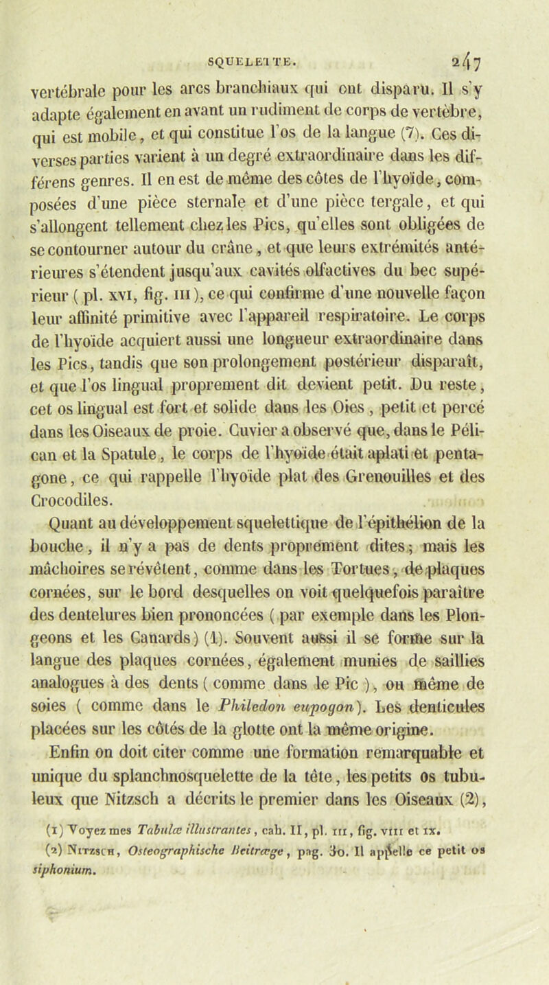 vertébrale pour les arcs branchiaux qui out disparu. Il s’y adapte également en avant un rudiment de corps de vertèbre, qui est mobile, et qui constitue l’os de la langue (7). Ces di- verses parties varient à un degré extraordinaire dans les dif- férens genres. Il en est de même des côtes de l’hyoïde, com- posées d’une pièce sternale et d’une pièce tergale, et qui s’allongent tellement chez les Pics, quelles sont obligées de se contourner autour du crâne, et que leurs extrémités anté- rieures s’étendent jusqu’aux cavités olfactives du bec supé- rieur ( pl. XVI, fig. III ), ce qui confirme d’une nouvelle façon leur aflinité primitive avec l’appareil respiratoire. Le corps de l’hyoïde acquiert aussi une longueur extraordinaire dans les Pics, tandis que son prolongement postérieur disparaît, et que J’os lingual proprement dit devient petit. Du reste, cet os lingual est fort et solide dans les Oies , petit et percé dans les Oiseaux de proie. Cuvier a observé que, dans le Péli- can et la Spatule, le corps de l’hybide était aplati et penta- gone , ce qui rappelle l’hyoïde plat des Grenouilles et des Crocodiles. Quant au développement squelettique de Tépithélion de la bouche, il n’y a pas de dents proprement dites; mais les mâchoires se révêtent, comme dans les Tortues, de plaques cornées, sur le bord desquelles on voit quelquefois paraître des dentelures bien prononcées ( par exemple dans les Plon- geons et les Canards) (1). Souvent aussi il se forme sur la langue des plaques cornées, également munies de saillies analogues à des dents ( comme dans le Pic ) ^ ou même de soies ( comme dans le Philedon eupogon). Les denticules placées sur les côtés de la glotte ont la même origine. Enfin on doit citer comme une formation remarquable et unique du splanchnosciuelette de la tête, les petits os tubu- leux que Nitzsch a décrits le premier dans les Oiseaux (2), (1) Voyez mes Tabulée illustrantes, ç.^h. II, pl. in.fig. viii et ix. (2) Nitzsch, Osteographische Ueitrecge, png. iio. 11 apjlelle ce petit os siphonimn.