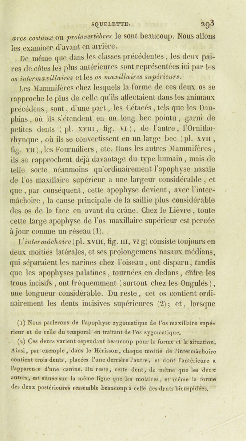 arcs costaux ou protovertèbres le sont beaucoup. Nous allons les examiner d’avant en arrière. De même que dans les classes précédentes, les deux pai- res de côtes les plus antérieures sont représentées ici par les os intermaxillaires et les os maxillaires supérieurs. Les Mammifères chez lesquels la forme de ces deux os se rapproche le plus de celle qu’ils alfeclaient dans les animaux précédons, sont, d’une part, les Cétacés, tels que les Dau- phins , où ils s’étendent en un long bec pointu, garni de petites dents ( pl. xviii, fig. vi ), de l’autre, l’Ornitho- rhynque , où ils se convertissent en un large bec (pl. xvii, lig. Yii ), les Fourmiliers, etc. Dans les autres Mammifères , ils se rapprochent déjà davantage du type humain, mais de telle sorte néanmoins qu’ordinairement l’apophyse nasale de l’os maxillaire supérieur a une largeur considérable , et que , par conséquent, cette apophyse devient, avec l’inter- màchoire , la cause principale de la saillie plus considérable des os de la face en avant du crâne. Chez le Lièvre, toute cette large apophyse de l’os maxillaire supérieur est percée à jour comme un réseau (1). \j'intermâchoire {Tp\. XVIII, fig. III, VI g) consiste toujours en deux moitiés latérales, et ses prolongemens nasaux médians, qui séparaient les narines chez l’oiseau, ont disparu, tandis que les apophyses palatines, tournées en dedans, entre les trous incisifs , ont fréquemment ( surtout chez les Ongulés ), une longueur considérable. Du reste , cet os contient ordi- nairement les dents incisives supérieures (2) ; et, lorsque (i) Nous parlerons de l’apophyse zygomatique de l’os maxillaire supé- rieur et de celle du temporal en traitant de l’os zygomatique. (a) Ces dents varient cependant beaucoup pour la forme et la situation. Ainsi, par exemple, dans le Hérisson, chaque moitié de l’intermâchoire contient trois dents , placées l’une derrière l’autre, et dont l’antérieure a l’apparence d’une canine. Du reste, cette dent, de même que les deux antres, est située sur la même ligne que les molaires, et même la forme des deux postérieures ressemble beaucoup à celle des dents hiciispidées.