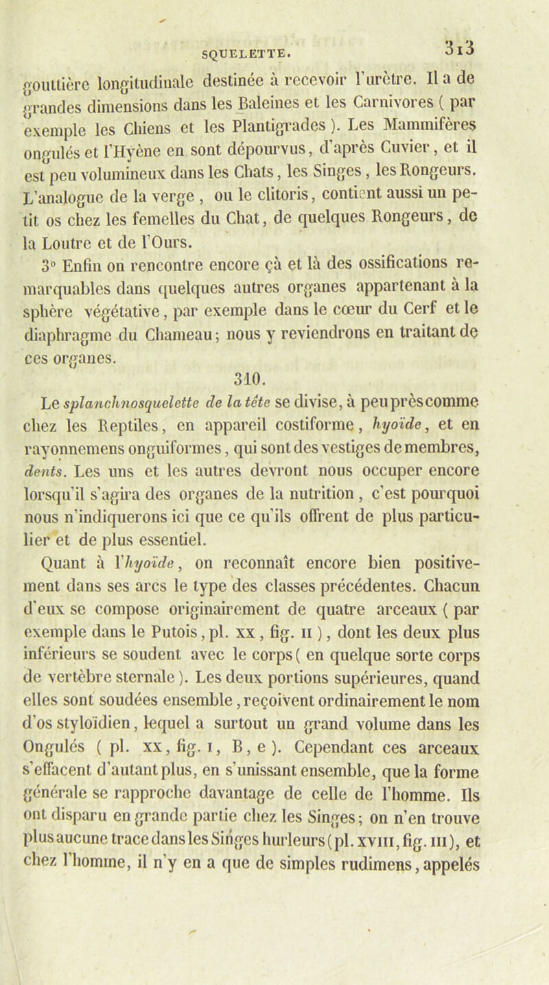 SQUELETTE. goilUièrc longitudinale destinée à recevoir l’iirctre. Il a de grandes dimensions dans les Baleines et les Carnivores ( par exemple les Chiens et les Plantigrades ). Les Mammifères ongulés et l’Hyène en sont dépourvus, d’après Cuvier, et il est peu volumineux dans les Chats, les Singes, les Rongeurs. L’analogue de la verge , ou le clitoris, contient aussi un pe- tit os chez les femelles du Chat, de quelques Rongeurs, de la Loutre et de l’Ours. 3“ Enfin on rencontre encore çà et là des ossifications re- marquables dans quelques autres organes appartenant à la sphère végétative, par exemple dans le cœur du Cerf et le diaphragme du Chameau ; nous y reviendrons en traitant de ces organes. 310. Le splanchnosquelette de la tête se divise, a peuprescomme chez les Reptiles, en appareil costiforme, hyoïde, et en rayonnemens onguiformes, qui sont des vestiges de membres, dents. Les uns et les autres devront nous occuper encore lorsqu’il s’agira des organes de la nutrition, c’est pourquoi nous n’indiquerons ici que ce qu’ils offrent de plus particu- lier et de plus essentiel. Quant à ïhyoïde, on reconnaît encore bien positive- ment dans ses arcs le type des classes précédentes. Chacun d’eux se compose originairement de quatre arceaux ( par exemple dans le Putois, pl. xx, fig. ii ), dont les deux plus inférieurs se soudent avec le corps ( en quelque sorte corps de vertèbre sternale ). Les deux portions supérieures, quand elles sont soudées ensemble, reçoivent ordinairement le nom d’os styloïdien, lequel a surtout un grand volume dans les Ongulés ( pl. XX, fig. I, B,e). Cependant ces arceaux s’effacent d’autant plus, en s’unissant ensemble, que la forme générale se rapproche davantage de celle de l’homme. Ils ont disparu en .grande partie chez les Singes; on n’en trouve plus aucune trace dans les Singes hurleurs (pl.xviii, fig. iii), et chez 1 homme, il n’y en a que de simples rudimens, appelés