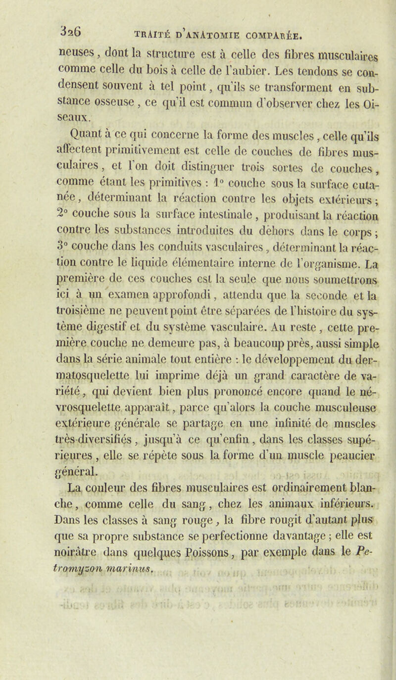 ncuses, dont la structure est à celle des fibres musculaires comme celle du bois à celle de l’aubier. Les tendons se con- densent souvent à tel point, qu’ils se transforment en sub- stance osseuse , ce qu’il est commun d’observer chez les Oi- seaux. Quant à ce qui concerne la forme des muscles, celle qu’ils affectent primitivement est celle de couches de fibres mus- culaires , et l’on doit distinguer trois sortes de couches, comme étant les primitives : 1° couche sous la surface cuta- née , déterminant la réaction contre les objets extérieui’s ; 2° couche sous la surface intestinale , produisant la réaction contre les substances introduites du dèhors dans le corps ; 3“ couche dans les conduits vasculaires, déterminant la réac- tion contre le liquide élémentaire interne de l’organisme. La première de ces couches est la seule que nous soumettrons ici à un examen approfondi, attendu que la seconde et la troisième ne peuvent point être séparées de l’histoire du sys- tème digestif et du système vasculaire. Au reste, cette pre- mière couche ne demeure pas, à beaucoup près, aussi simple dans la série animale tout entière ; le développement du der- matosquelette lui imprime déjà un grand caractère de va- riété , qui devient bien plus prononcé encore quand le né- vrosquelelte apparaît, parce qu’alors la couche musculeuse extérieure générale se partage en une infinité de muscles très-diversifiés, jusqu’à ce qu’enfin, dans les classes supé- rieures , elle se répète sous la forme d’un muscle peaucier général. La couleur des fibres musculaires est ordinairement blan- che , comme celle du sang, chez les animaux inférieui’s. Dans les classes à sang rouge ^ la fibre rougit d’autant plus que sa propre substance se perfectionne davantage ; elle est noirâtre dans quelques Poissons, par exemple dans le Pe- tromyzon mariims.