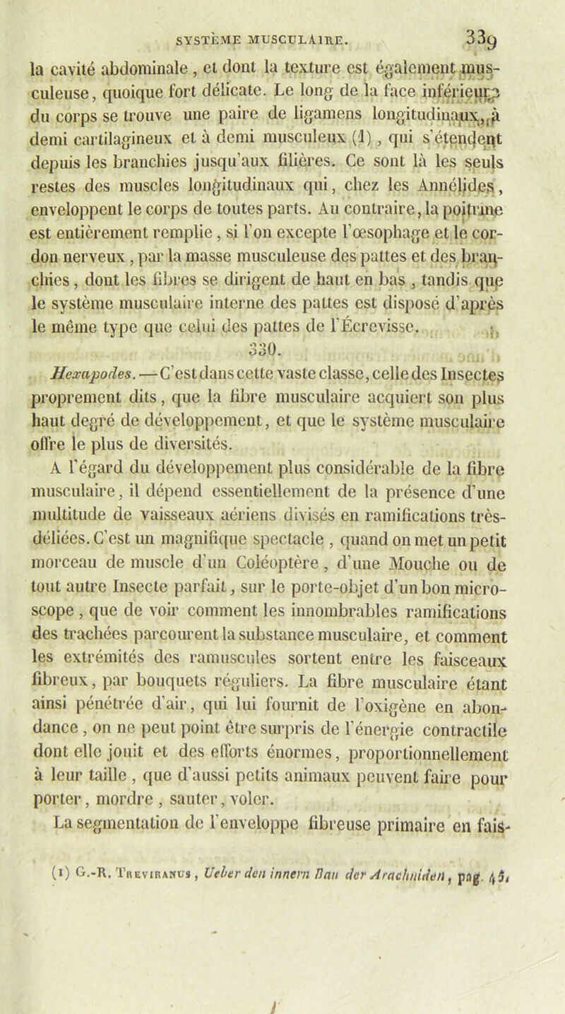 la cavité abdominale , cl dont la texture est également ^mus- culeuse, quoique fort délicate. Le long de la face inférieiirp du corps se trouve une paire de ligamens longitudiaajUX.„p demi cartilagineux et à demi musculeux (1), qui s’éten4eqt depuis les branchies jusqu’aux filières. Ce sont là les seuls restes des muscles longitudinaux qui, chez les Annélides, enveloppent le corps de toutes parts. Au contraire, la poitrine est entièrement remplie, sj l’on excepte l’œsophage et le cor- don nerveux, par la masse musculeuse des pattes et des braq- chies, dont les fibres se dirigent de haut en bas , tandis qup le système musculaire interne des pattes est disposé d’après le même type que celui des pattes de l'Écrevisse. 330. Hexapodes.—C’estdans cette vaste classe, celle des Insectes proprement dits, que la fibre musculaire acquiert son plus haut degré de développement, et que le système musculaire offre le plus de diversités. A l’égard du développement plus considérable de la fibre musculaire, il dépend essentiellement de la présence d’une multitude de vaisseaux aériens divisés en ramifications très- déliées. C’est im magnifique spectacle , quand on met un petit morceau de muscle d’un Coléoptère, d’une Mouche ou de tout autre Insecte parfait, sur le porte-objet d’un bon micro- scope , que de voir comment les innombrables ramifications des trachées parcourent la substance musculaire, et comment les extrémités des ramuscules sortent entre les faisceaux fibreux, par bouquets réguliers. La fibre musculaire étant ainsi pénétrée d’air, qui lui fournit de l’oxigène en abon- dance , on ne peut point être surpris de l’énergie contractile dont elle jouit et des efforts énormes, proportionnellement à leur taille , que d’aussi petits animaux peuvent faire pour porter, mordre , sauter, voler. La segmentation de l’enveloppe fibreuse primaire en fais- (1) G.-K. Thevibamus, Ucher den innem Han cler Arachitidon, pag. È