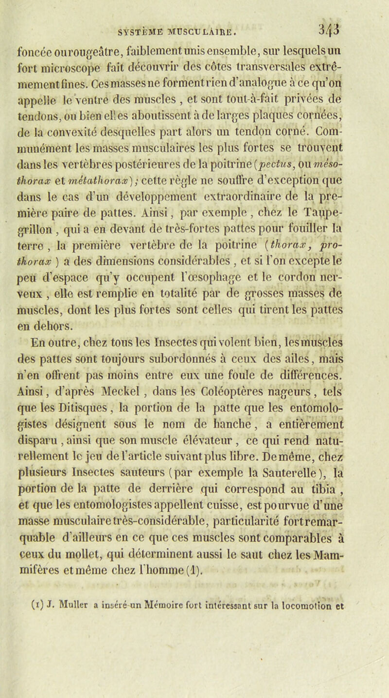 foncée ouroiigeâtre, faiblement unis ensemble, sur lesquels un fort microscope fait découvrir des côtes transversales extrê- mementfines. Cesmassesne formentrien d’analo^que à ce qu’on appelle le ventre des muscles , et sont tout-à-fait privées de tendons, ou bien elles aboutissent à de lar(jes plaques cornées, de la convexité desquelles part alors un tendon corné. Com- munément les masses musculaires les plus fortes se trouvent dans les vertèbres postérieures de la poitrine {pectus, on méso- thorax et métathorax); cette règle ne souffre d’exception que dans le cas d’un développement extraordinaire de la pre- mière paire de pattes. Ainsi, par exemple , chez le Taupe- grillon , qui a en devant de très-fortes pattes pour fouiller la terre, la première vertèbre de la poitrine {thorax, pro- thorax ) a des dimensions considérables , et si l’on excepte le peu d’espace qu’y occupent l’œsophage et le cordon ner- veux , elle est remplie en totalité par de grosses masses de muscles, dont les plus fortes sont celles qni tirent les pattes en dehors. En outre, chez tous les Insectes qui volent bien, lesmuscles des pattes sont toujours subordonnés à ceux des ailes, mais n’en offrent pas moins entre eux une foule de différences. Ainsi, d’après Meckel, dans les Coléoptères nageurs, tels que les Ditisques, la portion de la patte que les entomolo- gistes désignent sous le nom de hanche, a entièrement disparu , ainsi que son muscle élévateur, ce qui rend natu- rellement le jeu de l’article suivantplus libre. Demême, chez plusieurs Insectes sauteurs (par exemple la Sauterelle), la portion de la patte de derrière qui correspond au tibia , et que les entomologistes appellent cuisse, est pourvue d’une masse musculaire très-considérable, particularité fortremar- quable d’ailleurs en ce que ces muscles sont comparables à ceux du mollet, qui déterminent aussi le saut chez les Mam- mifères et même chez l'homme (1). (i) J. Muller a inséré un Mémoire fort intéressant sur la locomotion et