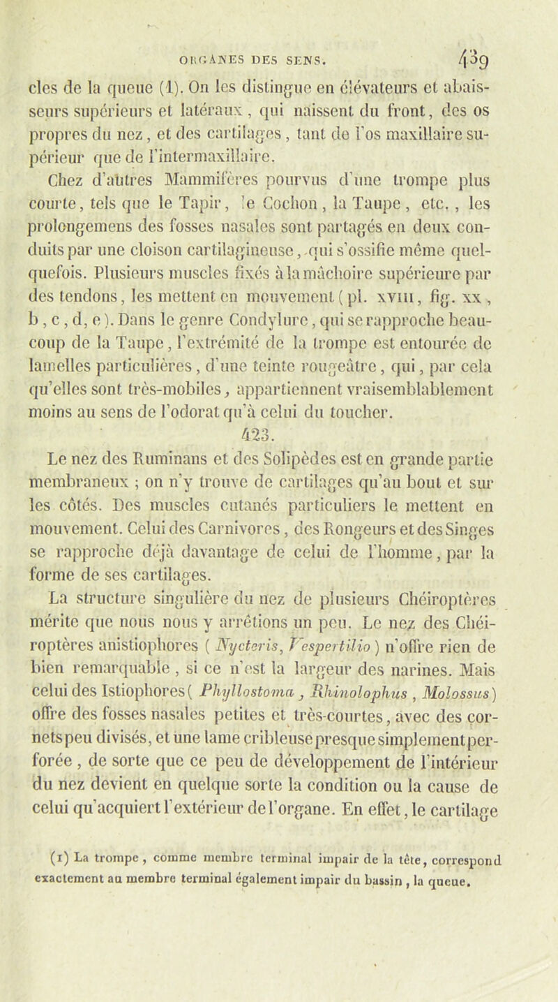 des de la queue (1). On les distinjjue en élévateurs et abais- seurs supérieurs et latéraux , qui naissent du front, des os propres du nez, et dos cartilages, tant de l’os maxillaire su- périeur que de l’intermaxillaire. Chez d’alitres Mammifères pourvus d’une trompe plus courte, tels que le Tapir, îe Cochon , la Taupe , etc., les prolongemens des fosses nasales sont partagés en deux con- duits par une cloison cartilagineuse, qui s’ossifie même quel- quefois. Plusieurs muscles fixés à la mâchoire supérieure par des tendons, les mettent en mouvement ( pl. xviu, fig. xx , b, c, d, e ). Dans le genre Condylurc, qui se rapproche beau- coup de la Taupe, l’extrémité de la trompe est entourée de lamelles particulières, d’une teinte rougeâtre, qui, par cela qu’elles sont très-mobiles^ appartiennent vraisemblablement moins au sens de l’odorat qu’à celui du toucher. 423. Le nez des Ruminans et des Solipèdes est en grande partie membraneux ; on n’y trouve de cartilages qu’au bout et sur les côtés. Des muscles cutanés particuliers le mettent en mouvement. Celui des Carnivores, des Rongeurs et des Singes se rapproche déjà davantage de celui de l’iiomme, par la forme de ses cartilages. La structure singulière du nez de plusieurs Chéiroptères mérite que nous nous y arrêtions un peu. Le ne/, des Ciiéi- roptères anistiophorcs ( Nycteris, ï espertilio ) n olTre rien de bien remarquable , si ce n’est la largeur des narines. Mais celui des Istiophores( Fhyllostoma, Rhmolophus , Molossus) offre des fosses nasales petites et très-courtes, avec des cor- nets peu divisés, et une lame cribleuse presque simplement per- forée , de sorte que ce peu de développement de l’intérieur du nez devient en quelque sorte la condition ou la cause de celui qu’acquiert l’extérieur de l’organe. En effet, le cartilage (i) La trompe , comme membre terminal impair de la tète, correspond exactement au membre terminal également impair du bassin , la queue.