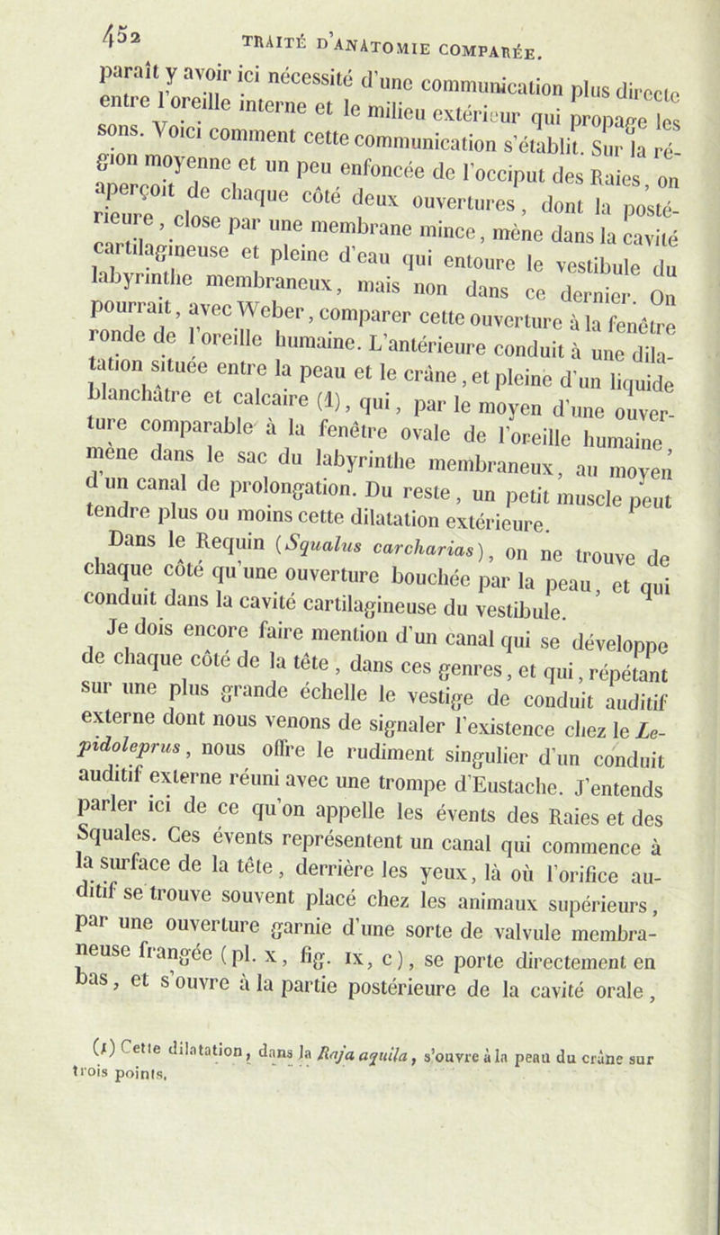 parait y.Tvoin ici nécessite d'une communication plus directe entre 1 ore,lie mterne et le milieu extérieur qui propaëe s sons. Voie, comment cette communication s'émbik. Sur h L înTrZlTT  ‘‘O des Baies, ou aperçoit de chaque cote deux ouvertures, dont la posté- rienre, close par une membrane mince, mène dans la lavilé cartilagineuse et pleine d'eau qui entoure le vestibule du labyrmtlie membraneux, mais non dans ce demi Ou pourrait, avec Weber, comparer cette ouverture à ia feucp ronde de 1 oreille humaine. L’aulérienre conduit à nue dih tation situee entre la peau et le crâne, et pleine d'un liquide blanchâtre et calcaire (1). qui, par le moyen d'une ouver- tuie comparable a la fenêtre ovale de l'oreille humaine meue dans le sac du labyrinthe membraneux, an moyen d un canal de prolongation. Du reste. un petit muscle peut tendre plus ou moins cette dilatation extérieure. ^ Dans le Requin {Squalus carcharias), on ne trouve de chaque cote qu une ouverture bouchée par la peau, et qui conduit dans la cavité cartilagineuse du vestibule Je dois encore faire mention d un canal qui se' développe de chaque côté de la tête , dans ces genres, et qui, répétant sur une plus grande echelle le vestige de conduit auditif externe dont nous venons de signaler l’existence chez le le- ptdoleprus, nous offre le rudiment singulier d’un conduit auditif’ externe reuni avec une trompe d’Eustache. J’entends parler ici de ce qu’on appelle les évents des Raies et des bquales. Ces évents représentent un canal qui commence à a surface de la tête, derrière les yeux, là où l’orifice au- ditif se trouve souvent placé chez les animaux supérieurs, par une ouverture garnie d’une sorte de valvule membra- neuse Rangée (pl. x, fîg. ix, c), se porte directement en bas, et s ouvre à la partie postérieure de la cavité orale , (l) Cette dilataUon, dans ta Rnja apiila, s’ouvre à la peau du crâne sur trois points.