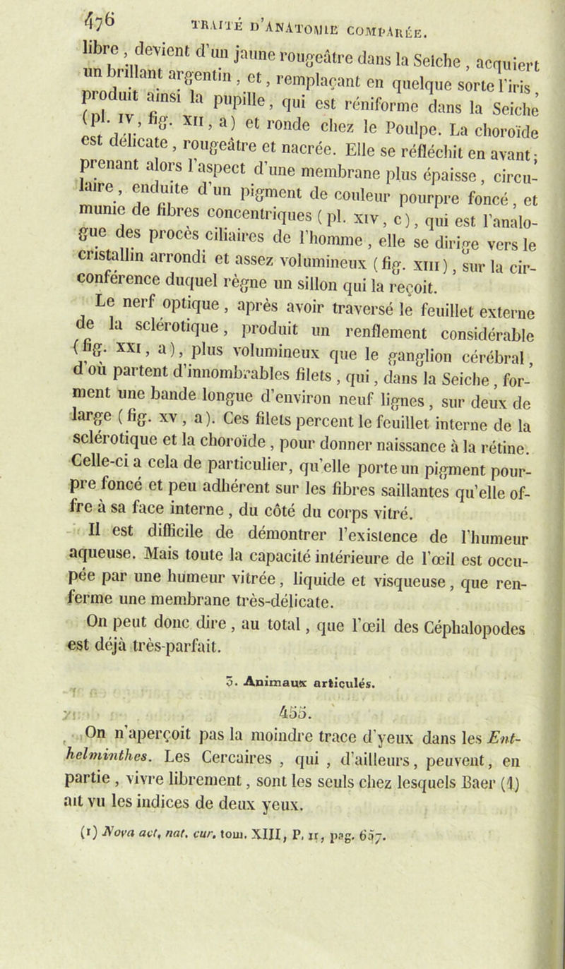 tr.vixé d’anatomie COMPAiuÎE. libre devient d’iui jamie rougeâtre dans la Seiche , acquiert un jnllant argentin , et, remplaçant en quelque sorte l'iris P oduit ainsi la pupdle, qui est réniformc dans la Seiche 0 - IV, fig. XII, a) et ronde chez le Poulpe. La choroïde dehca e, rougeâtre et nacrée. Elle se réfléchit en avant- pienant a ors 1 aspect d’une membrane plus épaisse, circu- laire, enduite d’un pigment de couleur pourpre foncé, et munie de fibres concentriques ( pl. xiv, c ), qui est l’analo- gue des procès ciliaires de l’homme , elle se dirii^e vers le cristallin arrondi et assez volumineux ( fig. xiii ), sur la cir- conférence duquel règne un sillon qui la reçoit. Le nerf optique , après avoir traversé le feuillet externe e a sclérotique, produit un renflement considérable ( g. XXI, a ), plus volumineux que le ganglion cérébral d ou partent d’innombrables filets , qui, dans la Seiche, for- ment une bande longue d’environ neuf lignes, sur deux de large ( fig, xv , a). Ces filets percent le feuillet interne de la sclérotique et la choroïde , pour donner naissance à la rétine. Celle-ci a cela de particulier, qu’elle porte un pigment pour- pre foncé et peu adhérent sur les fibres saillantes quelle of- fre à sa face interne , du côté du corps vitré. Il est difficile de démontrer l’existence de l’humeur aqueuse. Mais toute la capacité intérieure de l’œil est occu- pée par une humeur vitrée, liquide et visqueuse, que ren- ferme une membrane très-délicate. On peut donc dire , au total, que l’œil des Céphalopodes est déjà très-parfait. 3. Animautc articulés. yi 455. ^ .,On n aperçoit pas la moindre trace d’yeux dans les Ent- hehninthes. Les Cercüires , qui , d’ailleurs, peuvent, en partie , vivre librement, sont les seuls chez lesquels Eaer (I) ait vu les indices de deux yeux. (i) Nova aç(, nat, car. toiu. XIII, P, ir, p.-tg, 6.17.