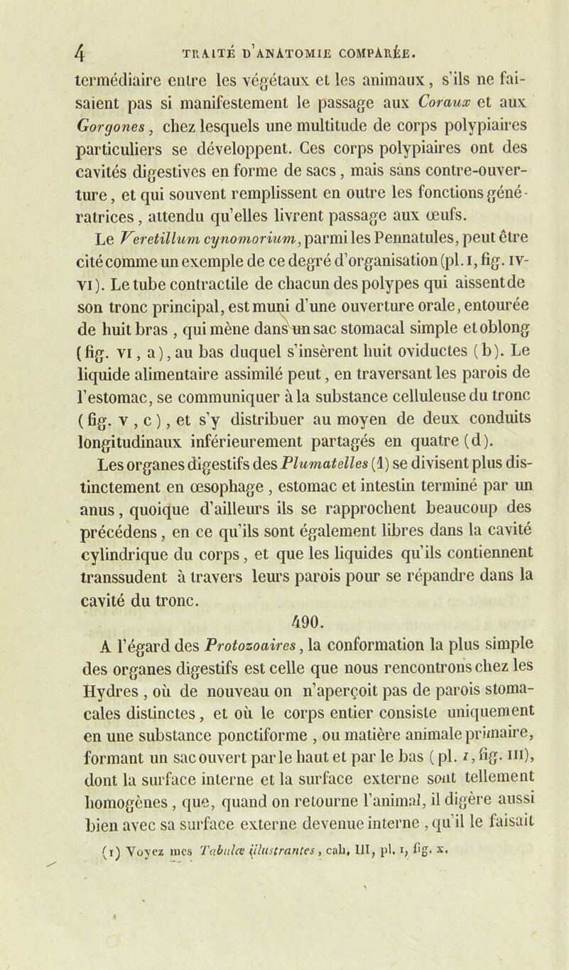 tcrmédiaire eiilre les végétaux et les animaux, s’ils ne fai- saient pas si manifestement le passage aux Coraux et aux Gorgones, chez lesquels une multitude de corps polypiaires particuliers se développent. Ces corps polypiaires ont des cavités digestives en forme de sacs, mais sans contre-ouver- ture , et qui souvent remplissent en outre les fonctions géné- ratrices , attendu qu’elles livrent passage aux œufs. Le Keretillum cynomorium, parmi les Pennatules, peut être cité comme un exemple de ce degré d’organisation (pl. i, fig. iv- VI). Le tube contractile de chacun des polypes qui aissentde son tronc principal, est mupi d’une ouverture orale, entourée de huit bras , qui mène dans'^unsac stomacal simple etoblong (fig. VI, a),au bas duquel s’insèrent huit oviductes (b). Le liquide alimentaire assimilé peut, en traversant les parois de l’estomac, se communiquer à la substance celluleuse du tronc ( fig. V , c ), et s’y distribuer au moyen de deux conduits longitudinaux inférieurement partagés en quatre (d). Les organes digestifs des Plumatelles (1) se divisent plus dis- tinctement en œsophage , estomac et intestin terminé par un anus, quoique d’ailleurs ils se rapprochent beaucoup des précédens, en ce qu’ils sont également libres dans la cavité cylindrique du corps, et que les liquides qu’ils contiennent transsudent à travers leurs parois pour se répandre dans la cavité du tronc. 490. A l’égard des Protozoaires, la conformation la plus simple des organes digestifs est celle que nous rencontrons chez les Hydres , où de nouveau on n’aperçoit pas de parois stoma- cales distinctes, et où le corps entier consiste uniquement en une substance ponctiforme , ou matière animale primaire, formant un sac ouvert par le haut et par le bas ( pl. r, fig- dont la surface interne et la surface externe sont tellement homogènes , que, quand on retourne l’animal, il digère aussi bien avec sa surface externe devenue interne , qu’il le faisait (i) Voyez mes Tabules illustrantes , cab, III, pl. i, bg. x.