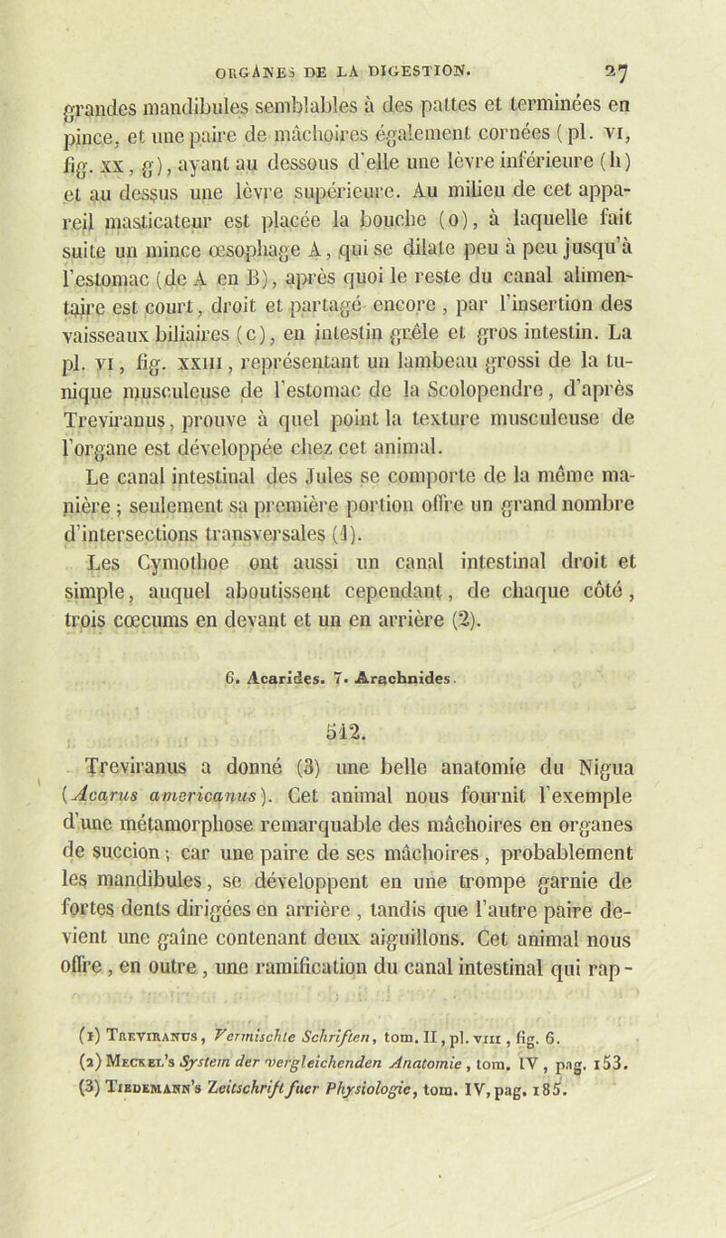 grandes mandibules semblables à des paltes et terminées en pince, et une paire de mâchoires également cornées ( pl. vi, fig. XX, g), ayant au dessous d’elle une lèvre inférieure (h) et au dessus une Icvi’e supérieure. Au milieu de cet appa- reil masticateur est placée la bouche (o), à laquelle fait suite un mince œsophage A, qui se dilate peu à peu jusqu’à l’estomac (de A en B), apès quoi le reste du canal alimen- taire est court, droit et partagé encore , par l’insertion des vaisseaux biliaires (c), eu intestin grêle et gros intestin. La pl. VI, fig. xxiii, représentant un lambeau grossi de la tu- nique musculeuse de l’estomac de la Scolopendre, d’après Trevmanus, prouve à quel point la texture musculeuse de l’organe est développée chez cet animal. Le canal intestinal des Jules se comporte de la même ma- pière ; seulement sa première portion offre un grand nombre d’intersections transversales (1). Les Cymothoe ont aussi un canal intestinal droit et simple, auquel aboutissent cependant, de chaque côté, trois cæcums en devant et un en arrière (2). 6. Acarides. 7. Arachnides. 5'12, Treviraniis a donné (3) une belle anatomie du Nigua {Acarus americanus). Cet animal nous fournit l’exemple d’une métamorphose remarquable des mâchoires en organes de succion ; car une paire de ses mâchoires, probablement les mandibules, se développent en une trompe garnie de fortes dents dirigées en arrière , tandis que l’autre paire de- vient une gaine contenant deux aiguillons. Cet animal nous offre , en outre, une ramification du canal intestinal qui rap - (i) Treviraiîüs , yermischle Sclirifien, tom, II, pl. viii, fig. 6. (a) Meckel’s System der 'vergleichenden Anatomie , tom, IV , p.ig. l53. (3) TiBDEMAZtN’s 'Leitschrijtfuer Physiologie, tom. IV,pag. i85.