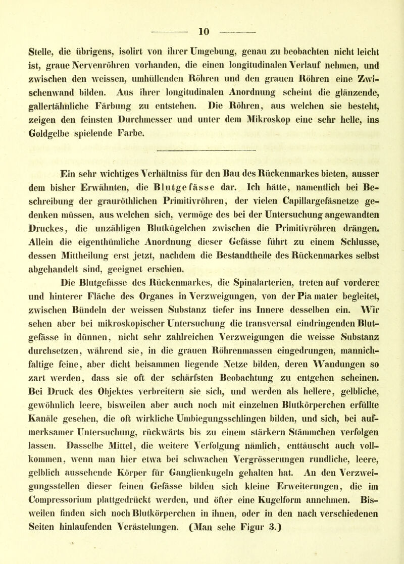 Stelle, die übrigens, isolirt von ihrer Umgebung, genau zu beobachten nicht leicht ist, graue Nervenröhren vorhanden, die einen longitudinalen Verlauf nehmen, und zwischen den weissen, umhüllenden Röhren und den grauen Röhren eine Zwi- schenwand bilden. Aus ihrer longitudinalen Anordnung scheint die glänzende, gallertähnliche Färbung zu entstehen. Die Röhren, aus welchen sie besteht, zeigen den feinsten Durchmesser und unter dem Mikroskop eine sehr helle, ins Goldgelbe spielende Farbe. Ein sehr wichtiges Yerhältniss für den Bau des Rückenmarkes bieten, ausser dem bisher Erwähnten, die Blutgefässe dar. Ich hätte, namentlich bei Be- schreibung der grauröthlichen Primitivröhren, der vielen Capillargefäsnetze ge- denken müssen, aus welchen sich, vermöge des bei der Untersuchung angewandten Druckes, die unzähligen Blutkügelchen zAvischen die Primitivröhren drängen. Allein die eigentümliche Anordnung dieser Gefässe führt zu einem Schlüsse, dessen Mittheilung erst jetzt, nachdem die Bestandtheile des Rückenmarkes selbst abgehandelt sind, geeignet erschien. Die Blutgefässe des Rückenmarkes, die Spinalarterien, treten auf vorderer und hinterer Fläche des Organes in Verzweigungen, von derPiamater begleitet, zwischen Bündeln der Aveissen Substanz tiefer ins Innere desselben ein. Wir sehen aber bei mikroskopischer Untersuchung die transversal eindringenden Blut- gefässe in dünnen, nicht sehr zahlreichen VerzAveigungen die Aveisse Substanz durchsetzen, Avährend sie, in die grauen Röhrenmassen eingedrungen, mannich- faltige feine, aber dicht beisammen liegende Netze bilden, deren Wandungen so zart AAerden, dass sie oft der schärfsten Beobachtung zu entgehen scheinen. Bei Druck des Objektes verbreitern sie sich, und Averden als hellere, gelbliche, geAvöhnlich leere, bisAveilen aber auch noch mit einzelnen Blutkörperchen erfüllte Kanäle gesehen, die oft A\irkliche Umbiegungsschlingen bilden, und sich, bei auf- merksamer Untersuchung, rückAvärts bis zu einem stärkern Stämmchen verfolgen lassen. Dasselbe Mittel, die Aveitere Verfolgung nämlich, enttäuscht auch voll- kommen, Avenn man hier etwa bei sclnvachen Aergrösserungen rundliche, leere, gelblich aussehende Körper für Ganglienkugeln gehalten hat. An den AerzAvei- gungsstellen dieser feinen Gefässe bilden sich kleine Envreiterungen, die im Compressorium plattgedrückt Averden, und öfter eine Kugelform annehmen. Bis- Aveilen finden sich noch Blutkörperchen in ihnen, oder in den nach verschiedenen Seiten hinlaufenden Aerästelungen. (Man sehe Figur 3.J