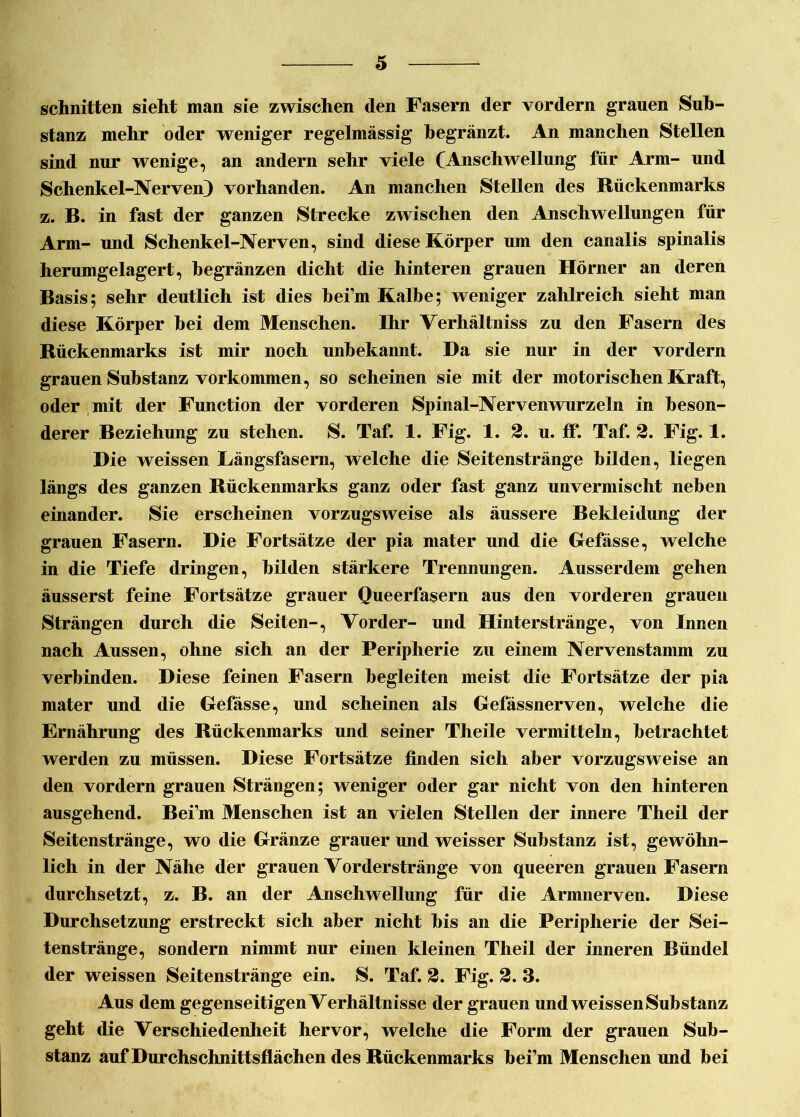 schnitten sieht man sie zwischen den Fasern der vordem grauen Sub- stanz mehr oder weniger regelmässig hegränzt. An manchen Stellen sind nur wenige, an andern sehr viele (Anschwellung für Arm- und Schenkel-Nerven) vorhanden. An manchen Stellen des Rückenmarks z. B. in fast der ganzen Strecke zwischen den Anschwellungen für Arm- und Schenkel-Nerven, sind diese Körper um den canalis spinalis herumgelagert, hegränzen dicht die hinteren grauen Hörner an deren Basis; sehr deutlich ist dies bei’m Kalbe; weniger zahlreich sieht man diese Körper bei dem Menschen. Ihr Verhältnis zu den Fasern des Rückenmarks ist mir noch unbekannt. Da sie nur in der vordem grauen Substanz Vorkommen, so scheinen sie mit der motorischen Kraft, oder mit der Function der vorderen Spinal-Nervenwurzeln in beson- derer Beziehung zu stehen. S. Taf. 1. Fig. 1. 2. u. ff. Taf. 2. Fig. I. Die weissen Eängsfasern, welche die Seitenstränge bilden, liegen längs des ganzen Rückenmarks ganz oder fast ganz unvermischt neben einander. Sie erscheinen vorzugsweise als äussere Bekleidung der grauen Fasern. Die Fortsätze der pia mater und die Gefässe, welche in die Tiefe dringen, bilden stärkere Trennungen. Ausserdem gehen äusserst feine Fortsätze grauer Queerfasern aus den vorderen grauen Strängen durch die Seiten-, Vorder- und Hinterstränge, von Innen nach Aussen, ohne sich an der Peripherie zu einem Nervenstamm zu verbinden. Diese feinen Fasern begleiten meist die Fortsätze der pia mater und die Befasse, und scheinen als Gefässnerven, welche die Ernährung des Rückenmarks und seiner Theile vermitteln, betrachtet werden zu müssen. Diese Fortsätze finden sich aber vorzugsweise an den vordem grauen Strängen; weniger oder gar nicht von den hinteren ausgehend. Bei’m Menschen ist an vielen Stellen der innere Theil der Seitenstränge, wo die Gränze grauer und weisser Substanz ist, gewöhn- lich in der Nähe der grauen Vorderstränge von queeren grauen Fasern durchsetzt, z. B. an der Anschwellung für die Armnerven. Diese Durchsetzung erstreckt sich aber nicht bis an die Peripherie der Sei- tenstränge, sondern nimmt nur einen kleinen Theil der inneren Bündel der weissen Seitenstränge ein. S. Taf. 2. Fig. 2. 3. Aus dem gegenseitigen Verhältnisse der grauen und weissen Substanz geht die Verschiedenheit hervor, welche die Form der grauen Sub- stanz auf Durchschnittsflächen des Rückenmarks bei’m Menschen und bei