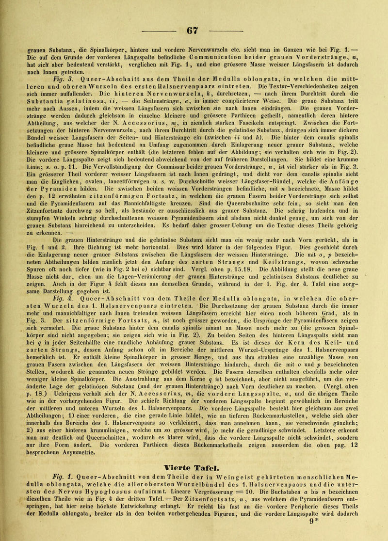 grauen Substanz, die Spinalkörper, hintere und vordere Nervenwurzeln etc. sieht man im Ganzen wie bei Fig. 1.— Die auf dem Grunde der vorderen Längsspalte befindliche Communication beider grauen Yorderstränge, n, hat sich aber bedeutend verstärkt, verglichen mit Fig. 1, und eine grössere Masse weisser Längsfasern ist dadurch nach Innen getreten. Fig. 3. Queer-Abschnitt aus dem Theile der Medulla oblongata, in welchen die mitt- leren und ob eren Wurzeln des ersten Halsnervenpaars eintreten. Die Textur-Verschiedenheiten zeigen sich immer auffallender. Die hinteren Nerven wurzeln, k, durchsetzen, — nach ihrem Durchtritt durch die Substantia gelatinosa, ii, — die Seitenstränge, e, in immer complicirterer Weise. Die graue Substanz tritt mehr nach Aussen, indem die weissen Längsfasern sich zwischen sie nach Innen eindrängen. Die grauen Vorder- stränge werden dadurch gleichsam in einzelne kleinere und grössere Parthieen getheilt, namentlich deren hintere Abtheilung, aus welcher der N. Accessorius, m, in ziemlich starken Fascikeln entspringt. Zwischen die Fort- setzungen der hinteren Nervenwurzeln, nach ihrem Durchtritt durch die gelatinöse Substanz, drängen sich immer dickere Bündel weisser Längsfasern der Seiten- und Hinterstränge ein (zwischen ii und Ii). Die hinter dem canalis spinalis befindliche graue Masse hat bedeutend an Umfang zugenommen durch Einlagerung neuer grauer Substanz, welche kleinere und grössere Spinalkörper enthält (die letzteren fehlen auf der Abbildung; sie verhalten sich wie in Fig. 2). Die vordere Längsspalte zeigt sich bedeutend abweichend von der auf früheren Darstellungen. Sie bildet eine krumme Linie; s. o. p. 11. Die Vervollständigung der Commissur beider grauen Vorderstränge, n, ist viel stärker als in Fig. 2. Ein grösserer Theil vorderer weisser Längsfasern ist nach Innen gedrängt, und dicht vor dem canalis spinalis sieht man die länglichen, ovalen, lancettförmigen u. s. w. Durchschnitte weisser Längsfaser-Bündel, welche die Anfänge der Pyramiden bilden. Die zwischen beiden weissen Vordersträngen befindliche, mit n bezeichnete, Masse bildet den p. 12 erwähnten zitzenförmigen Fortsatz, in welchem die grauen Fasern beider Vorderstränge sich selbst und die Pyramidenfasern auf das Mannichfaltigste kreuzen. Sind die Queerabschnitte sehr fein, so sieht man den Zitzenfortsatz durchweg so hell, als bestände er ausschliesslich aus grauer Substanz. Die schräg laufenden und in stumpfen Winkeln schräg durchschnittenen weissen Pyramidenfasern sind alsdann nicht dunkel genug, um sich von der grauen Substanz hinreichend zu unterscheiden. Es bedarf daher grosser Uebung um die Textur dieses Theils gehörig zu erkennen. — Die grauen Hinterstränge und die gelatinöse Substanz sieht man ein wenig mehr nach Vorn gerückt, als in Fig. 1 und 2. Ihre Richtung ist mehr horizontal. Dies wird klarer in der folgenden Figur. Dies geschieht durch die Einlagerung neuer grauer Substanz zwischen die Längsfasern der weissen Hinterstränge. Die mit o, p bezeich- nten Abtheilungen bilden nämlich jetzt den Anfang des zarten Strangs und Keilstrangs, wovon schwache Spuren oft noch tiefer (wie in Fig. 2 bei o) sichtbar sind. Vergl. oben p. 15.18. Die Abbildung stellt die neue graue Masse nicht dar, eben um die Lagen-Veränderung der grauen Hinterstränge und gelatinösen Substanz deutlicher zu zeigen. Auch in der Figur 4 fehlt dieses aus demselben Grunde, während in der 1. Fig. der 4. Tafel eine sorg- same Darstellung gegeben ist. Fig. 4. Queer-Abschnitt von dem Theile der Medulla oblongata, in welchen die ober- sten Wurzeln des 1. Halsnervenpaars eintreten. Die Durchsetzung der grauen Substanz durch die immer mehr und mannichfaltiger nach Innen tretenden weissen Längsfasern erreicht hier einen noch höheren Grad, als in Fig. 3. Der zi tz e n fö r mi ge Fortsatz, w, ist noch grösser geworden, die Ursprünge der Pyramidenfasern zeigen sich vermehrt. Die graue Substanz hinter dem canalis spinalis nimmt an Masse noch mehr zu (die grossen Spinal- körper sind nicht angegeben; sie zeigen sich wie in Fig. 2). Zu beiden Seiten des hinteren Längsspalts sieht man bei q in jeder Seitenhälfte eine rundliche Anhäufung grauer Substanz. Es ist dieses der Kern des Keil- und zarten Strangs, dessen Anfang schon oft im Bereiche der mittleren Wurzel-Ursprünge des 1. Halsnervenpaars bemerklich ist. Er enthält kleine Spinalkörper in grosser Menge, und aus ihm strahlen eine unzählige Masse von grauen Fasern zwischen den Längsfasern der weissen Hinterstränge hindurch, durch die mit o und p bezeichneten Stellen, wodurch die genannten neuen Stränge gebildet werden. Die Fasern derselben enthalten ebenfalls mehr oder weniger kleine Spinalkörper. Die Ausstrahlung aus dem Kerne q ist bezeichnet, aber nicht ausgeführt, um die ver- änderte Lage der gelatinösen Substanz (und der grauen Hinterstränge) nach Vorn deutlicher zu machen. (Vergl. oben p. 18.) Uebrigens verhält sich der N. Accessorius, m, die vordere Längsspalte, a, und die übrigen Theile wie in der vorhergehenden Figur. Die schiefe Richtung der vorderen Längsspalte beginnt gewöhnlich im Bereiche der mittleren und unteren Wurzeln des 1. Halsnervenpaars. Die vordere Längsspalte besteht hier gleichsam aus zwei Abtheilungen; 1) einer vorderen, die eine gerade Linie bildet, wie an tieferen Rückenmarksstellen, welche sich aber innerhalb des Bereichs des 1. Halsnervenpaars so verkleinert, dass man annehmen kann, sie verschwinde gänzlich; 2) aus einer hinteren krummlinigen, welche um so grösser wird, je mehr die geradlinige schwindet. Letztere erkennt man nur deutlich auf Queerschnitten, wodurch es klarer wird, dass die vordere Längsspalte nicht schwindet, sondern nur ihre Form ändert. Die vorderen Parthieen dieses Rückenmarkstheils zeigen ausserdem die oben pag. 12 besprochene Asymmetrie. Vierte Tafel. Fig. 1. Queer-Abschnitt vondemTheile der in Weingeist gehärteten menschlichen Me- dulla oblongata, welche die allerobersten Wurzelbündel des 1. Halsnervenpaars unddie unter- sten des Nervus Hypoglossus aufnimmt. Lineare Vergrösserung = 10. Die Buchstaben a bis n bezeichnen dieselben Theile wie in Fig. 4 der dritten Tafel. — Der Zitzenfortsatz, n , aus welchem die Pyramidenfasern ent- springen, hat hier seine höchste Entwickelung erlangt. Er reicht bis fast an die vordere Peripherie dieses Theils der Medulla oblongata, breiter als in den beiden vorhergehenden Figuren, und die vordere Längsspalte wird dadurch 9 *
