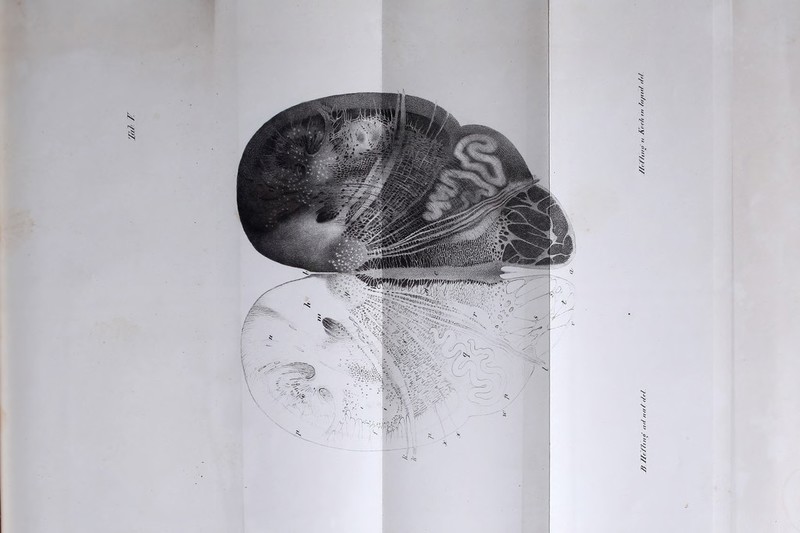 lal F ß J/f/'/ttto nt/ tut/t/ß //rf/ttto t, Kor/' m /tt/ut/ t/d