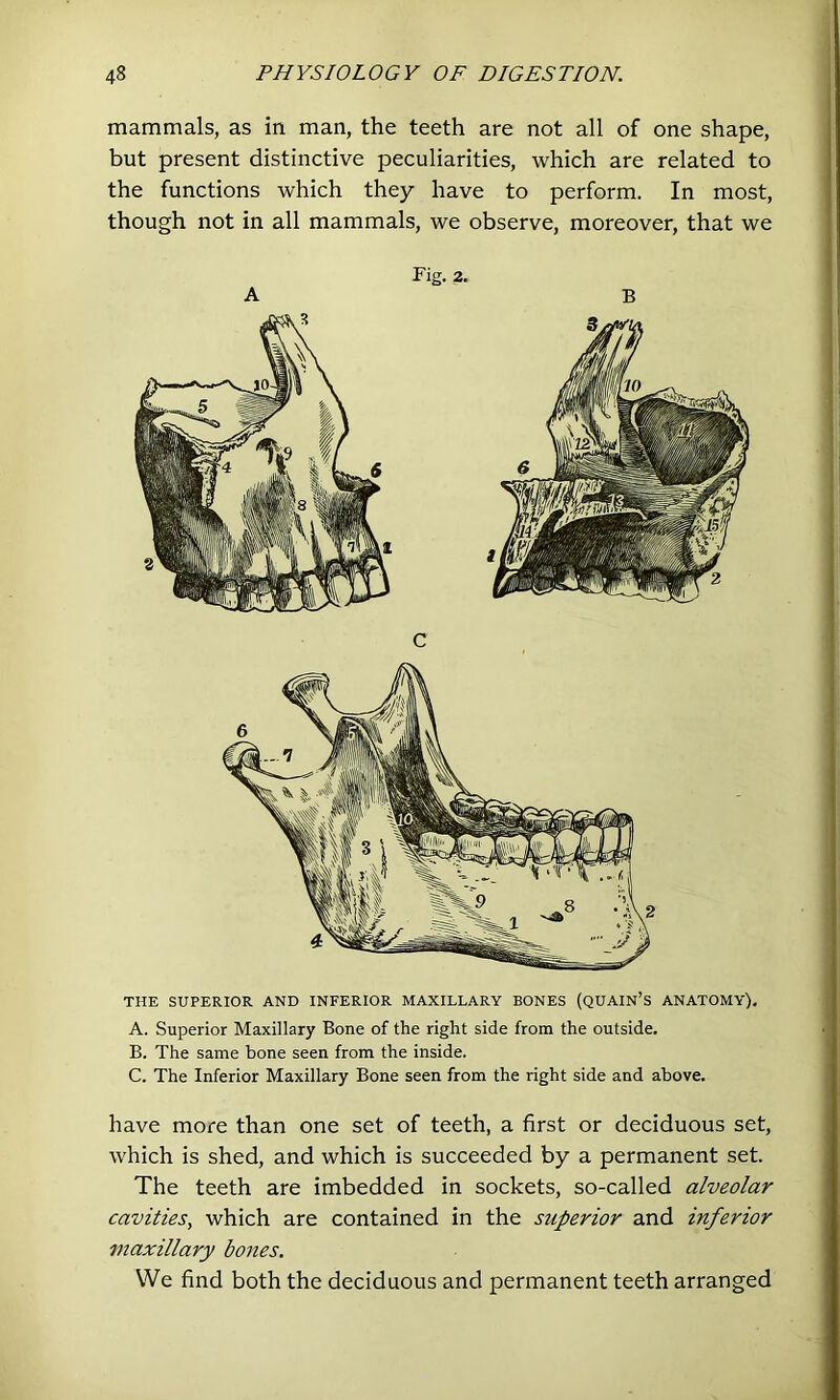 mammals, as in man, the teeth are not all of one shape, but present distinctive peculiarities, which are related to the functions which they have to perform. In most, though not in all mammals, we observe, moreover, that we Fig. 2. THE SUPERIOR AND INFERIOR MAXILLARY BONES (QUAIN’S ANATOMY). A. Superior Maxillary Bone of the right side from the outside. B. The same bone seen from the inside. C. The Inferior Maxillary Bone seen from the right side and above. have more than one set of teeth, a first or deciduous set, which is shed, and which is succeeded by a permanent set. The teeth are imbedded in sockets, so-called alveolar cavities, which are contained in the superior and inferior maxillary bones. We find both the deciduous and permanent teeth arranged