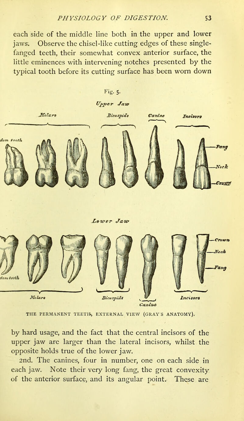 each side of the middle line both in the upper and lower jaws. Observe the chisel-like cutting edges of these single- fanged teeth, their somewhat convex anterior surface, the little eminences with intervening notches presented by the typical tooth before its cutting surface has been worn down Fig. s- Vjiper Jaw .JiTalara SteuspCdt Canine Zneteore Jiswer Jtiw Canine THE PERMANENT TEETH., EXTERNAL VIEW (GRAY S ANATOMY). by hard usage, and the fact that the central incisors of the upper jaw are larger than the lateral incisors, whilst the opposite holds true of the lower jaw. 2nd. The canines, four in number, one on each side in each jaw. Note their very long fang, the great convexity of the anterior surface, and its angular point. These are