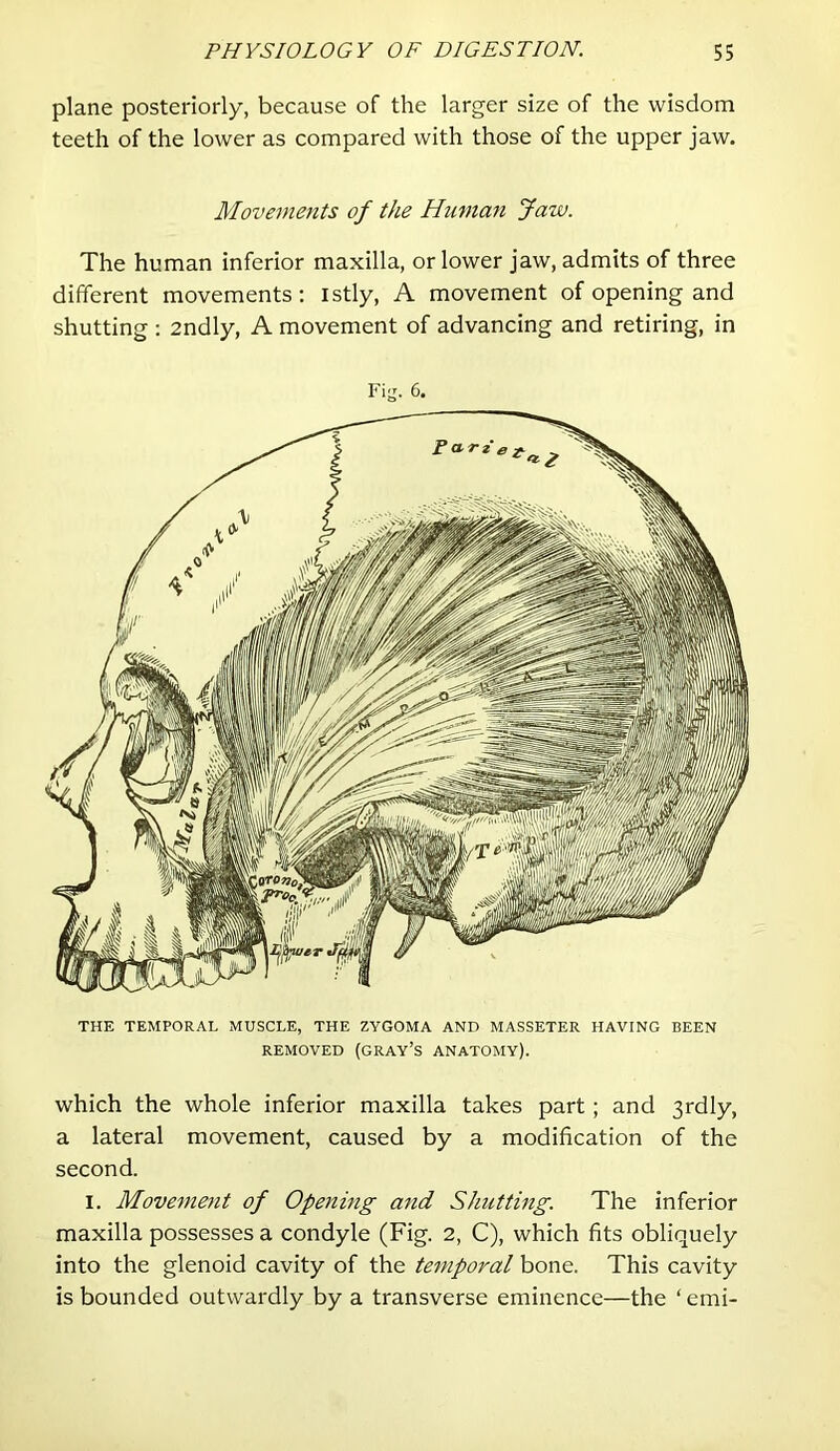 plane posteriorly, because of the larger size of the wisdom teeth of the lower as compared with those of the upper jaw. Movements of the Human Jaw. The human inferior maxilla, or lower jaw, admits of three different movements; istly, A movement of opening and shutting : 2ndly, A movement of advancing and retiring, in Fi-. 6. THE TEMPORAL MUSCLE, THE ZYGOMA AND MASSETER HAVING BEEN REMOVED (gray’s ANATOMY). which the whole inferior maxilla takes part; and 3rdly, a lateral movement, caused by a modification of the second. I. Movement of Opening and Shuttmg. The inferior maxilla possesses a condyle (Fig. 2, C), which fits obliquely into the glenoid cavity of the temporal bone. This cavity is bounded outwardly by a transverse eminence—the ‘ emi-