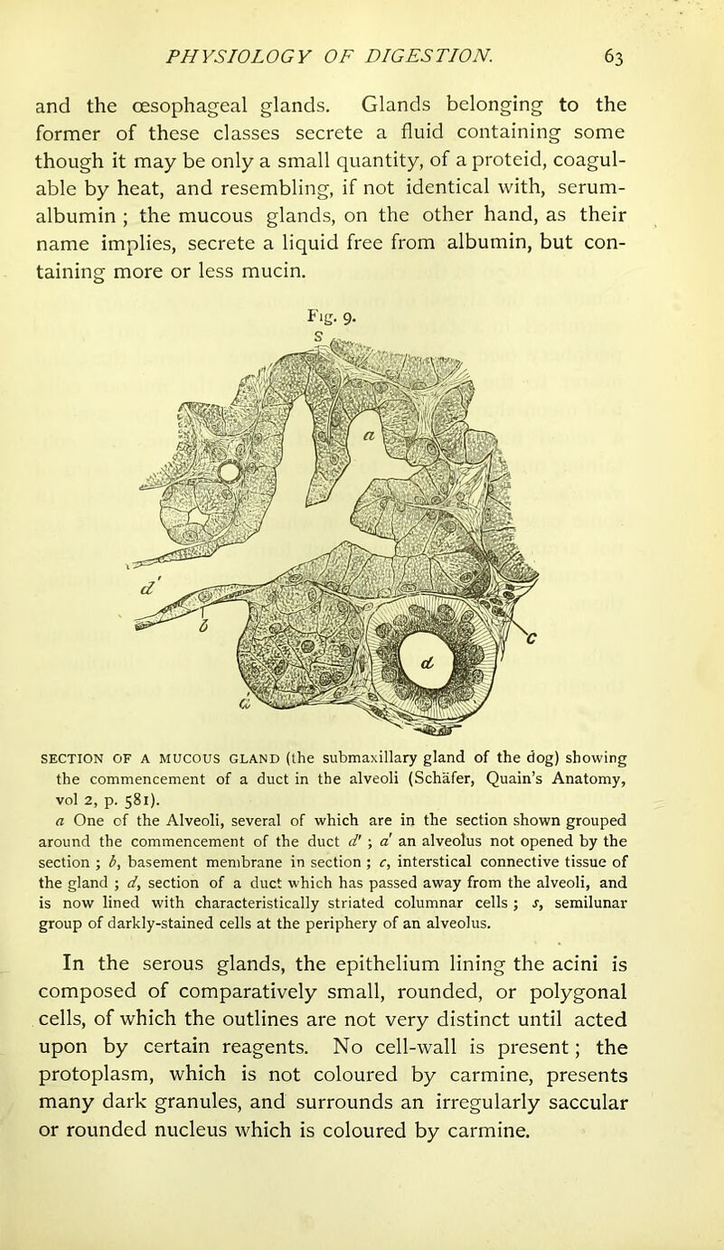 and the oesophageal glands. Glands belonging to the former of these classes secrete a fluid containing some though it may be only a small quantity, of a proteid, coagul- able by heat, and resembling, if not identical with, serum- albumin ; the mucous glands, on the other hand, as their name implies, secrete a liquid free from albumin, but con- taining more or less mucin. Fig. 9. SECTION OF A MUCOUS GLAND (the submaxillary gland of the dog) showing the commencement of a duct in the alveoli (Schafer, Quain’s Anatomy, vol 2, p. 581). a One of the Alveoli, several of which are in the section shown grouped around the commencement of the duct d' ; d an alveolus not opened by the section ; b, basement membrane in section ; c, interstical connective tissue of the gland ; d, section of a duct which has passed away from the alveoli, and is now lined with characteristically striated columnar cells ; s, semilunar group of darkly-stained cells at the periphery of an alveolus. In the serous glands, the epithelium lining the acini is composed of comparatively small, rounded, or polygonal cells, of which the outlines are not very distinct until acted upon by certain reagents. No cell-wall is present; the protoplasm, which is not coloured by carmine, presents many dark granules, and surrounds an irregularly saccular or rounded nucleus which is coloured by carmine.