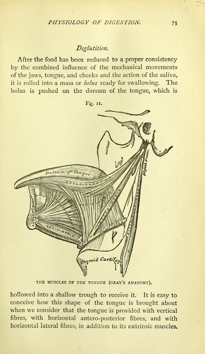 Deglutition. After the food has been reduced to a proper consistency by the combined influence of the mechanical movements of the jaws, tongue, and cheeks and the action of the saliva, it is rolled into a mass or bolus ready for swallowing. The bolus is pushed on the dorsum of the tongue, which is Fig. II. hollowed into a shallow trough to receive it. It is easy to conceive how this shape of the tongue is brought about when we consider that the tongue is provided with vertical fibres, with horizontal antero-posterior fibres, and with horizontal lateral fibres, in addition to its extrinsic muscles.