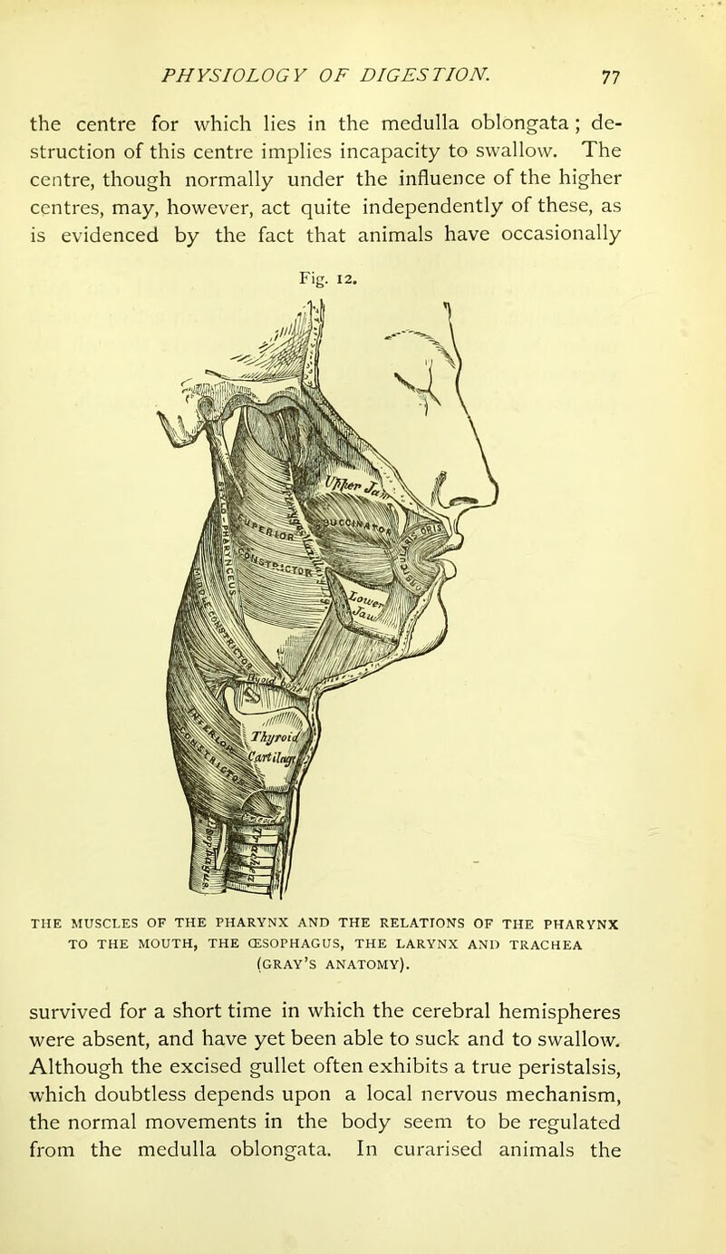 the centre for which lies in the medulla oblongata; de- struction of this centre implies incapacity to swallow. The centre, though normally under the influence of the higher centres, may, however, act quite independently of these, as is evidenced by the fact that animals have occasionally Fig. 12. THE MUSCLES OF THE PHARYNX AND THE RELATIONS OF THE PHARYNX TO THE MOUTH, THE CESOPHAGUS, THE LARYNX AND TRACHEA (gray’s anatomy). survived for a short time in which the cerebral hemispheres were absent, and have yet been able to suck and to swallow. Although the excised gullet often exhibits a true peristalsis, which doubtless depends upon a local nervous mechanism, the normal movements in the body seem to be regulated from the medulla oblongata. In curarised animals the