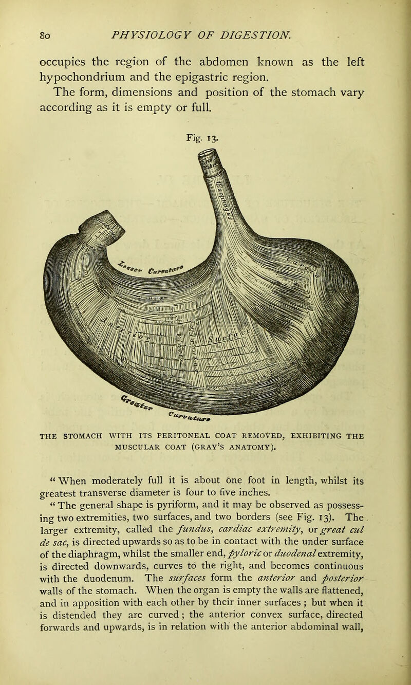 occupies the region of the abdomen known as the left hypochondrium and the epigastric region. The form, dimensions and position of the stomach vary according as it is empty or full. Fig. 13- THE STOMACH WITH ITS PERITONEAL COAT REMOVED, EXHIBITING THE MUSCULAR COAT (GRAY’S ANATOMY). “ When moderately full it is about one foot in length, whilst its greatest transverse diameter is four to five inches. “ The general shape is pyriform, and it may be observed as possess- ing two extremities, two surfaces, and two borders (see Fig. 13). The larger extremity, called the fundus, cardiac extremity, or great cut de sac, is directed upwards so as to be in contact with the under surface of the diaphragm, whilst the smaller end, pyloric or duodenal extremity, is directed downwards, curves to the right, and becomes continuous with the duodenum. The surfaces form the anterior and posterior walls of the stomach. When the organ is empty the walls are flattened, and in apposition with each other by their inner surfaces ; but when it is distended they are curved; the anterior convex surface, directed forwards and upwards, is in relation with the anterior abdominal wall,