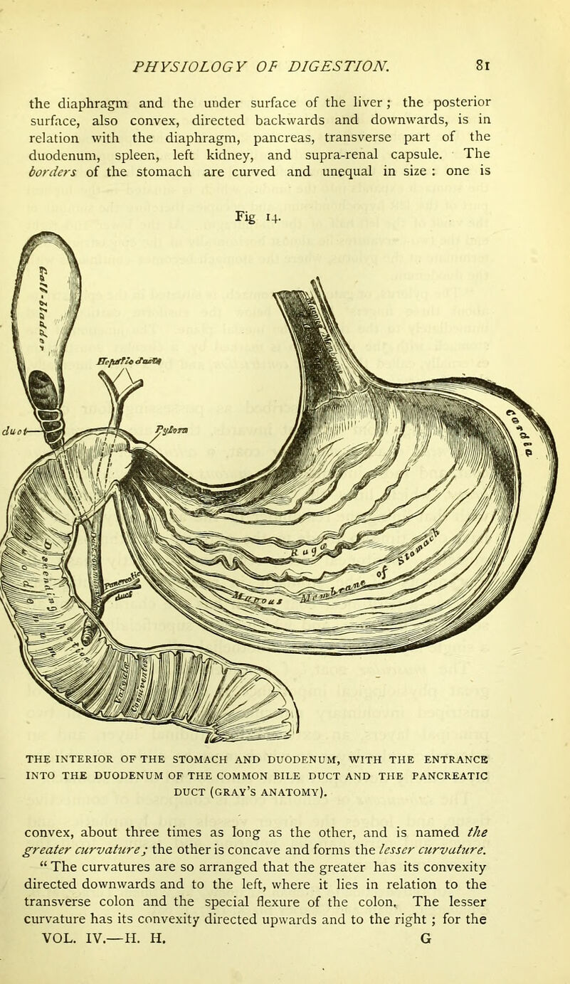 the diaphragm and the under surface of the liver; the posterior surface, also convex, directed backwards and downwards, is in relation with the diaphragm, pancreas, transverse part of the duodenum, spleen, left kidney, and supra-renal capsule. The borders of the stomach are curved and unequal in size : one is Fig 14. THE INTERIOR OF THE STOMACH AND DUODENUM, WITH THE ENTRANCE INTO THE DUODENUM OF THE COMMON BILE DUCT AND THE PANCREATIC DUCT (gray’s anatomy). convex, about three times as long as the other, and is named the greater curvature; the other is concave and forms the lesser curvahere. “ The curvatures are so arranged that the greater has its convexity directed downwards and to the left, where it lies in relation to the transverse colon and the special flexure of the colon. The lesser curvature has its convexity directed upwards and to the right ; for the VOL. IV.—H. H, G
