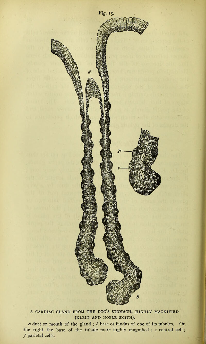 Fig- IS- A CARDIAC GLAND FROM THE DOG’S STOMACH, HIGHLY MAGNIFIED (KLEIN AND NOBLE SMITH). a duct or mouth of the gland ; b base or fundus of one of its tubules. On the right the base of the tubule more highly magnified ; c central cell; p parietal cells.