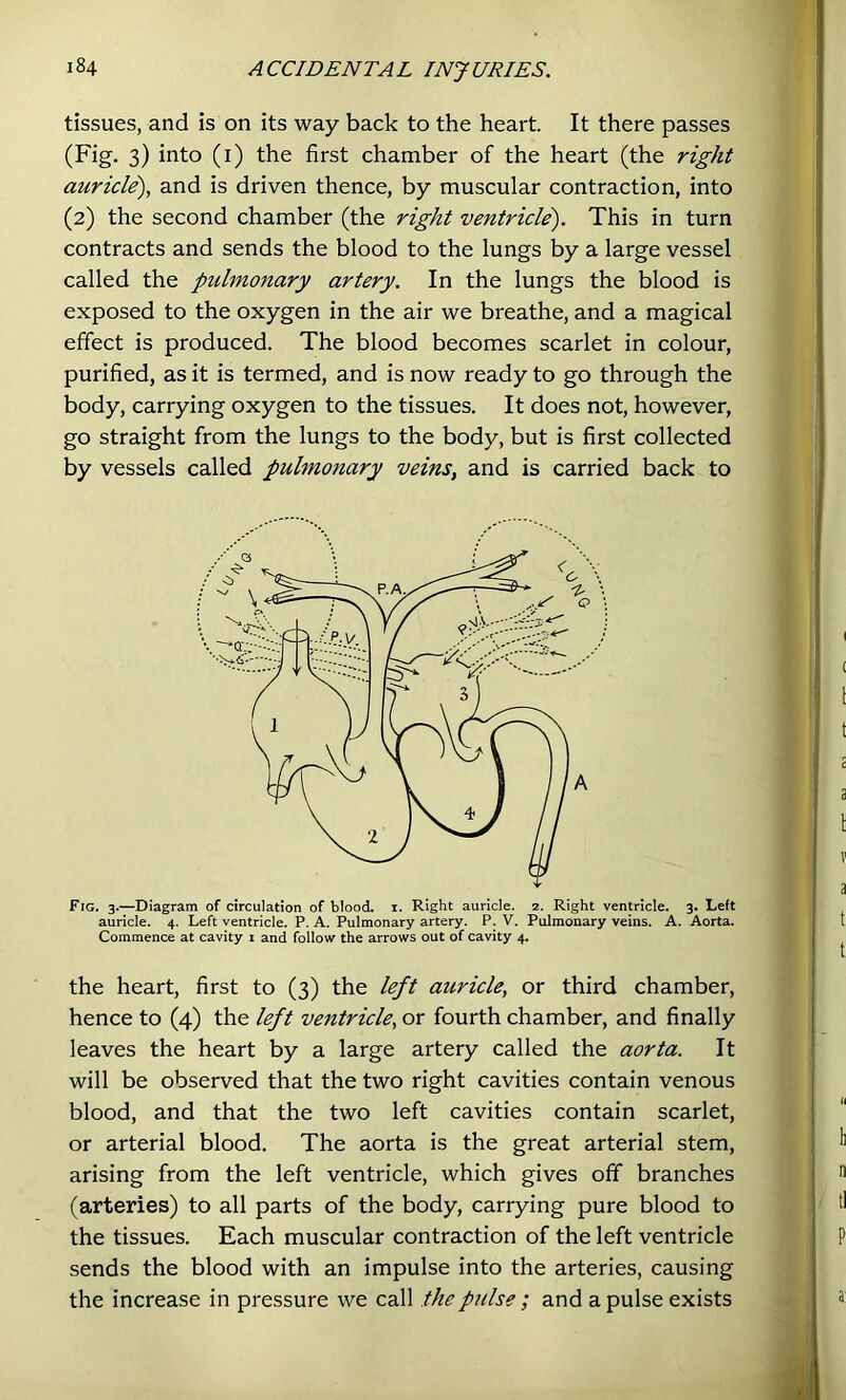 tissues, and is on its way back to the heart. It there passes (Fig. 3) into (i) the first chamber of the heart (the right auricle), and is driven thence, by muscular contraction, into (2) the second chamber (the right ventricle). This in turn contracts and sends the blood to the lungs by a large vessel called the pulmonary artery. In the lungs the blood is exposed to the oxygen in the air we breathe, and a magical effect is produced. The blood becomes scarlet in colour, purified, as it is termed, and is now ready to go through the body, carrying oxygen to the tissues. It does not, however, go straight from the lungs to the body, but is first collected by vessels called pulmonary veins, and is carried back to Fig. 3.—Diagram of circulation of blood, i. Right auricle. 2. Right ventricle. 3. Left auricle. 4. Left ventricle. P. A. Pulmonary artery. P. V. Pulmonary veins. A. Aorta. Commence at cavity i and follow the arrows out of cavity 4. the heart, first to (3) the left auricle, or third chamber, hence to (4) the left ventricle, or fourth chamber, and finally leaves the heart by a large artery called the aorta. It will be observed that the two right cavities contain venous blood, and that the two left cavities contain scarlet, or arterial blood. The aorta is the great arterial stem, arising from the left ventricle, which gives off branches (arteries) to all parts of the body, carrying pure blood to the tissues. Each muscular contraction of the left ventricle sends the blood with an impulse into the arteries, causing the increase in pressure we call the pulse ; and a pulse exists