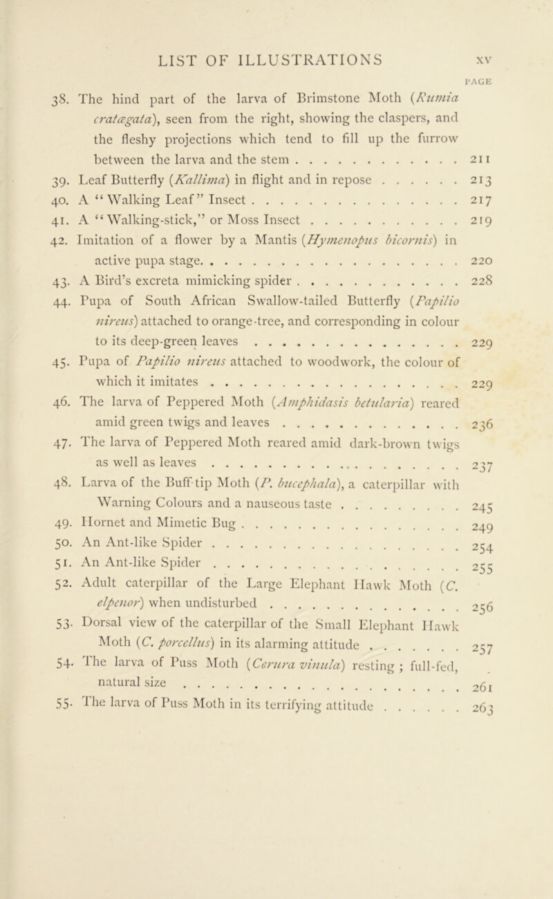 l'AGE 38. The hind part of the larva of Brimstone Moth (Rumia cratcegaia), seen from the right, showing the claspers, and the fleshy projections which tend to fill up the furrow between the larva and the stem 211 39. Leaf Butterfly (Kallima) in flight and in repose 213 40. A “Walking Leaf” Insect 217 41. A “ Walking-stick,” or Moss Insect 219 42. Imitation of a flower by a Mantis (Hymenopus bicornis) in active pupa stage 220 43. A Bird’s excreta mimicking spider 228 44. Pupa of South African Swallow-tailed Butterfly (Papilio iiireus) attached to orange-tree, and corresponding in colour to its deep-green leaves 229 45. Pupa of Papilio nireus attached to woodwork, the colour of which it imitates 229 46. The larva of Peppered Moth (.Amphidasis betularia) reared amid green twigs and leaves 236 47. The larva of Peppered Moth reared amid dark-brown twigs as well as leaves 237 48. Larva of the Buff-tip Moth (P. bucephala), a caterpillar with Warning Colours and a nauseous taste 245 49. Hornet and Mimetic Bug 249 50. An Ant-like Spider 254 51. An Ant-like Spider 255 52. Adult caterpillar of the Large Elephant Hawk Moth (C. elpenor) when undisturbed 256 53. Dorsal view of the caterpillar of the Small Elephant Hawk Moth (C. porcelhts) in its alarming attitude 257 54- 1 he larva of Puss Moth (Centra vinula) resting; full-fed, natural size 55. The larva of Puss Moth in its terrifying attitude 26;