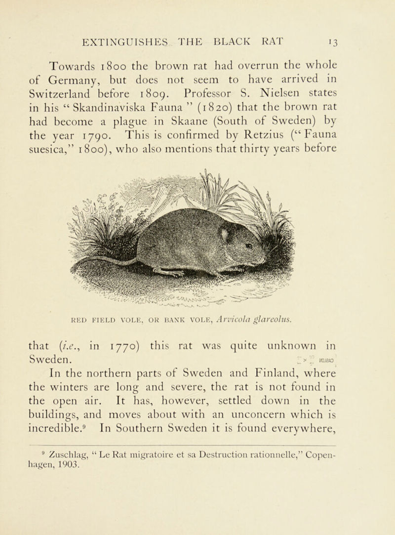 EXTINGUISHES THE BLACK RAT J3 Towards 1800 the brown rat had overrun the whole of Germany, but does not seem to have arrived in Switzerland before 1809. Professor S. Nielsen states in his “ Skandinaviska Fauna ” (1820) that the brown rat had become a plague in Skaane (South of Sweden) by the year 1790. This is confirmed by Retzius (“Fauna siies^a,” 1800), who also mentions that thirty years before RED FIELD VOLE, OR BANK VOLE, Arvicolil ghircoIllS. that (/.t\, in 1770) this rat was quite unknown in Sweden. ■*-» WQ-J2A0 2 In the northern parts of Sweden and Finland, where the winters are long and severe, the rat is not found in the open air. It has, however, settled down in the buildings, and moves about with an unconcern which is incredible.9 In Southern Sweden it is found everywhere, J 9 Zuschlag, u Le Rat migratoire et sa Destruction rationnelle,” Copen- hagen, 1903.