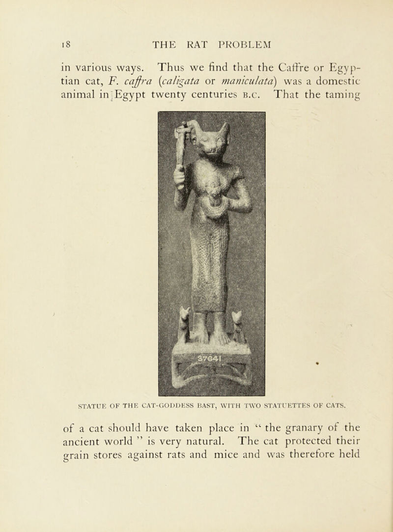 in various ways. Thus we find that the Cadre or Egyp- tian cat, F. cajfra (caligata or maniculata) was a domestic- animal iivEgypt twenty centuries b.c. That the taming % STATUE OF THE CAT-GODDESS BAST, WITH TWO STATUETTES OF CATS. of a cat should have taken place in tc the granary ot the ancient world ” is very natural. The cat protected their grain stores against rats and mice and was therefore held