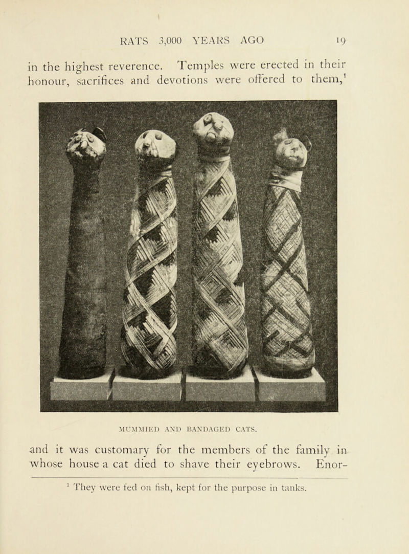 in the highest reverence. Temples were erected in their honour, sacrifices and devotions were offered to them,1 MUMMIED AND BANDAGED CATS. and it was customary for the members of the family in J J whose house a cat died to shave their eyebrows. Enor- 1 They were fed on fish, kept for the purpose in tanks.
