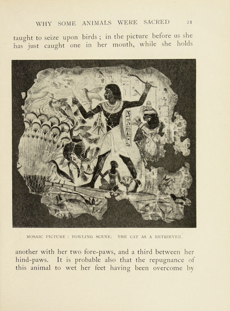taught to seize upon birds \ in the pictuie befoie us she has just caught one in her mouth, while she holds MOSAIC PICTURE I FOWLING SCENE. THE CAT AS A RETRIEVER. another with her two fore-paws, and a third between her hind-paws. It is probable also that the repugnance of this animal to wet her feet having been overcome by