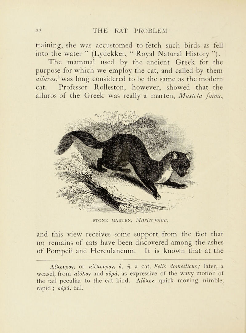 training, she was accustomed to fetch such birds as fell into the water ” (Lydekker, “ Royal Natural History ”). The mammal used by the ancient Greek for the purpose for which we employ the cat, and called by them ailuros* was long considered to be the same as the modern cat. Professor Rolleston, however, showed that the ailu ros of the Greek was really a marten, Mustela foina, stone marten, Maries foina. and this view receives some support from the fact that no remains of cats have been discovered among the ashes of Pompeii and Herculaneum. It is known that at the AtXovposy or aleXovpos, 6, i), a cat, Felis doinesticas later, a weasel, from atoXo? and ovpd, as expressive of the wavy motion of the tail peculiar to the cat kind. AfoXosx quick moving, nimble, rapid ; ovpd, tail.