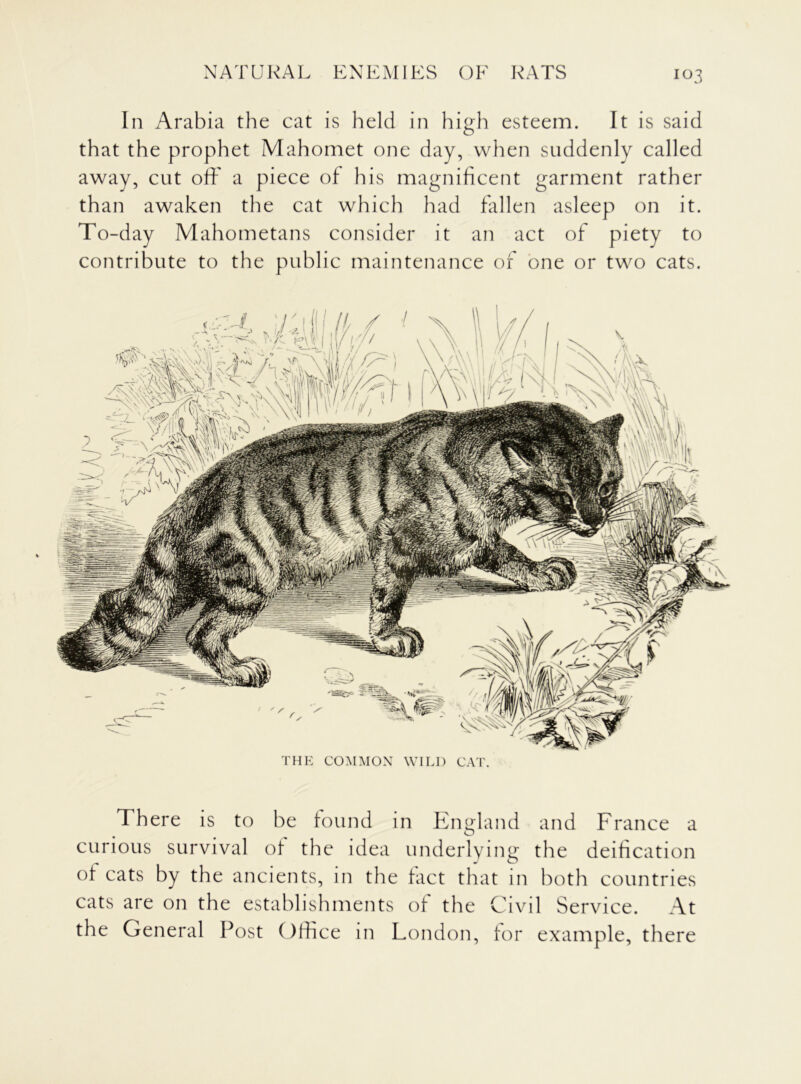 In Arabia the cat is held in high esteem. It is said that the prophet Mahomet one day, when suddenly called away, cut off a piece of his magnificent garment rather than awaken the cat which had fallen asleep on it. To-day Mahometans consider it an act of piety to contribute to the public maintenance of one or two cats. THE COMMON WILD CAT. There is to be found in England and France a curious survival of the idea underlying the deification of cats by the ancients, in the fact that in both countries cats are on the establishments of the Civil Service. At the General Post Office in London, for example, there