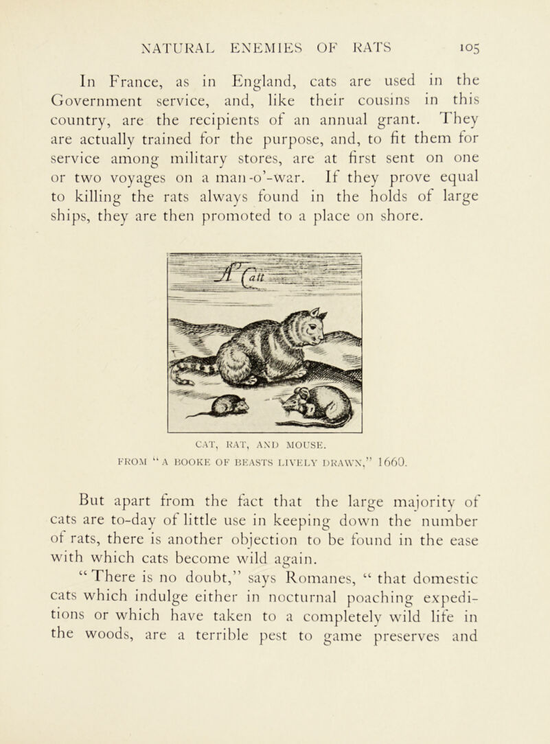 In France, as in England, cats are used in the Government service, and, like their cousins in this country, are the recipients of an annual grant. I hey are actually trained for the purpose, and, to fit them for service among military stores, are at first sent on one or two voyages on a man-o’-war. If they prove equal to killing the rats always found in the holds of large ships, they are then promoted to a place on shore. CAT, RAT, AND MOUSE. FROM u A HOOKE OF BEASTS LIVELY DRAWN,” 1660. But apart from the fact that the large majority of cats are to-day of little use in keeping down the number of rats, there is another objection to be found in the ease with which cats become wild again. “There is no doubt,” says Romanes, “ that domestic cats which indulge either in nocturnal poaching expedi- tions or which have taken to a completely wild life in the woods, are a terrible pest to game preserves and