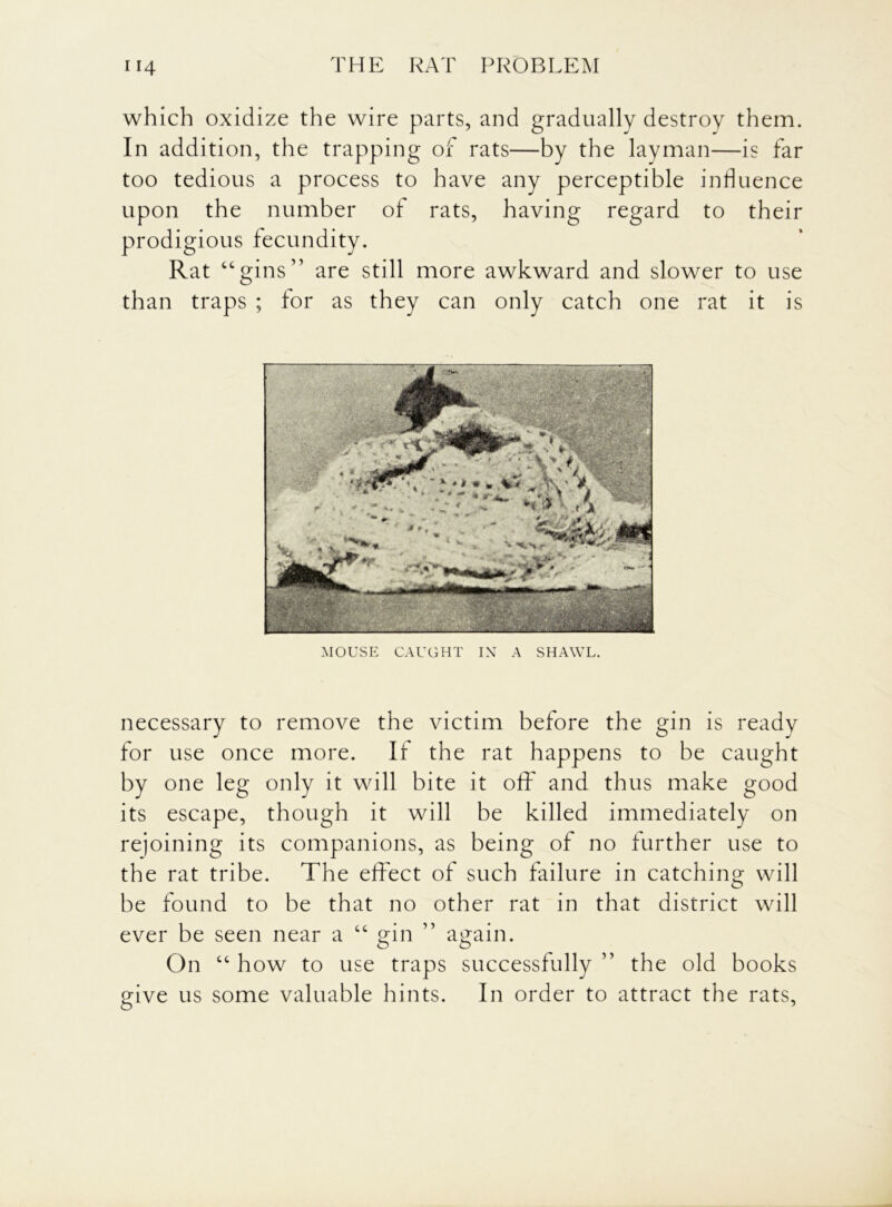 which oxidize the wire parts, and gradually destroy them. In addition, the trapping of rats—by the layman—is far too tedious a process to have any perceptible influence upon the number of rats, having regard to their prodigious fecundity. Rat “gins” are still more awkward and slower to use than traps ; for as they can only catch one rat it is MOUSE CAUGHT IN A SHAWL. necessary to remove the victim before the gin is ready for use once more. If the rat happens to be caught by one leg only it will bite it off and thus make good its escape, though it will be killed immediately on rejoining its companions, as being of no further use to the rat tribe. The effect of such failure in catching will be found to be that no other rat in that district will ever be seen near a “ gin ” again. On “ how to use traps successfully ” the old books give us some valuable hints. In order to attract the rats,