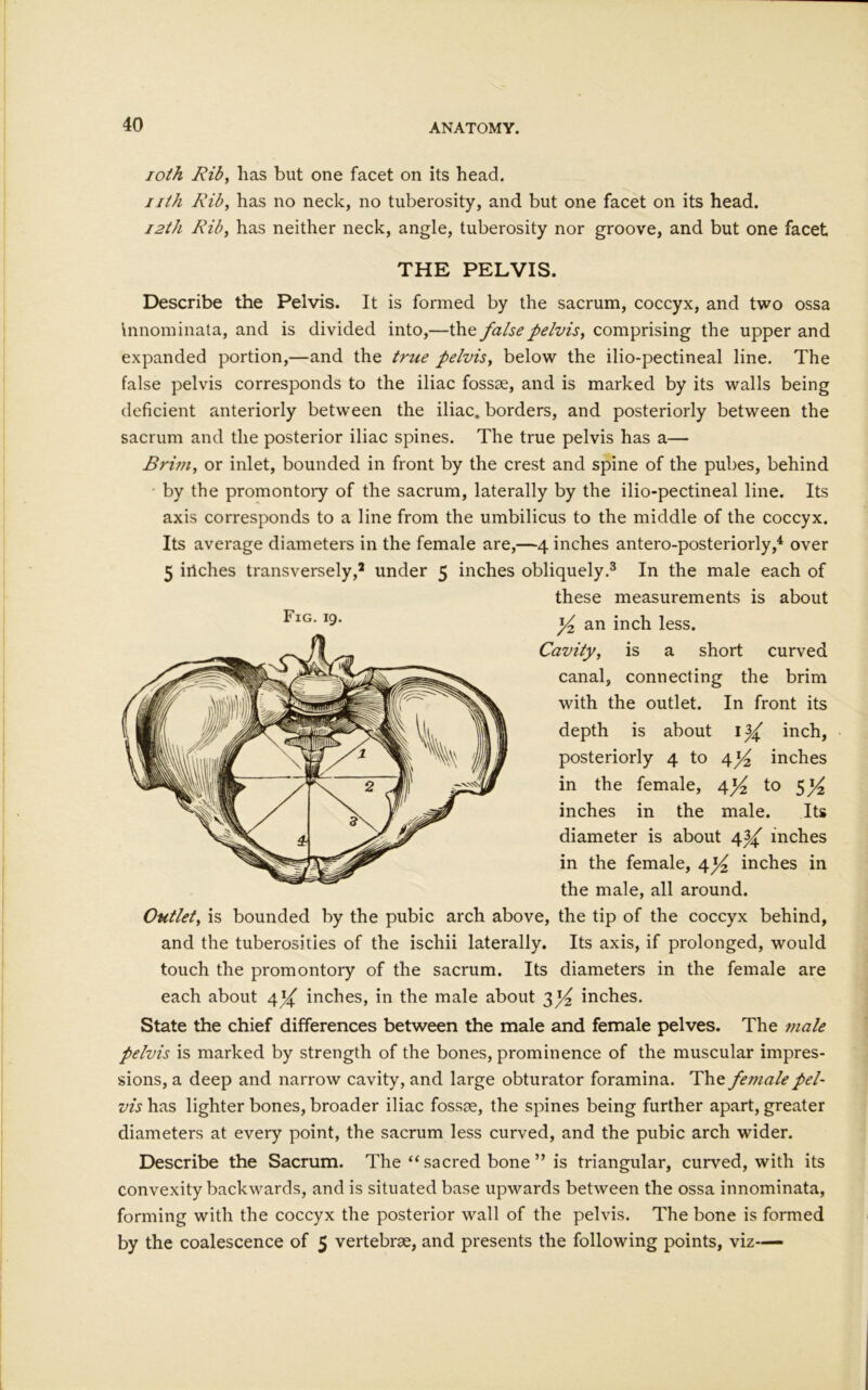 ioth Rib, lias but one facet on its head. nth Rib, has no neck, no tuberosity, and but one facet on its head. 12th Rib, has neither neck, angle, tuberosity nor groove, and but one facet THE PELVIS. Describe the Pelvis. It is formed by the sacrum, coccyx, and two ossa innominata, and is divided into,—the false pelvis, comprising the upper and expanded portion,—and the true pelvis, below the ilio-pectineal line. The false pelvis corresponds to the iliac fossae, and is marked by its walls being deficient anteriorly between the iliac, borders, and posteriorly between the sacrum and the posterior iliac spines. The true pelvis has a— Brim, or inlet, bounded in front by the crest and spine of the pubes, behind by the promontory of the sacrum, laterally by the ilio-pectineal line. Its axis corresponds to a line from the umbilicus to the middle of the coccyx. Its average diameters in the female are,—4 inches antero-posteriorly,4 over 5 iilches transversely,2 under 5 inches obliquely.3 In the male each of these measurements is about ]/2 an inch less. Cavity, is a short curved canal, connecting the brim with the outlet. In front its depth is about 1y inch, posteriorly 4 to 4 x/2 inches in the female, \]/2 to 5*^ inches in the male. Its diameter is about 4^ inches in the female, 4^ inches in the male, all around. Outlet, is bounded by the pubic arch above, the tip of the coccyx behind, and the tuberosities of the ischii laterally. Its axis, if prolonged, would touch the promontory of the sacrum. Its diameters in the female are each about 4^ inches, in the male about 3^ inches. State the chief differences between the male and female pelves. The male pelvis is marked by strength of the bones, prominence of the muscular impres- sions, a deep and narrow cavity, and large obturator foramina. The female pel- vis has lighter bones, broader iliac fossae, the spines being further apart, greater diameters at every point, the sacrum less curved, and the pubic arch wider. Describe the Sacrum. The “sacred bone” is triangular, curved, with its convexity backwards, and is situated base upwards between the ossa innominata, forming with the coccyx the posterior wall of the pelvis. The bone is formed by the coalescence of 5 vertebrae, and presents the following points, viz— Fig. 19.