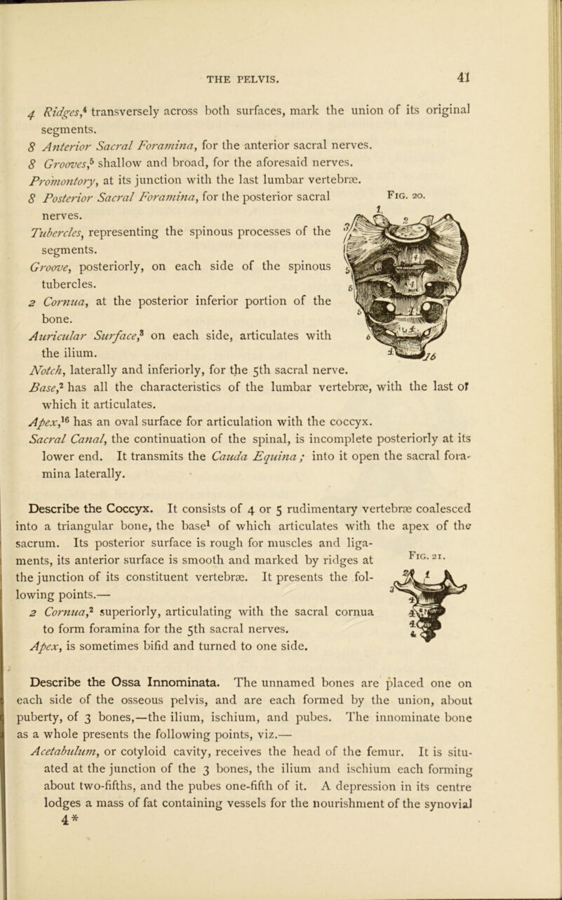 Fig. 20. 4 Ridges,4 transversely across both surfaces, mark the union of its original segments. 8 Anterior Sacral Foramina, for the anterior sacral nerves. 8 Grooves,5 shallow and broad, for the aforesaid nerves. Promontory, at its junction with the last lumbar vertebrae. 8 Posterior Sacral Foramina, for the posterior sacral nerves. Tubercles, representing the spinous processes of the segments. Groove, posteriorly, on each side of the spinous tubercles. 2 Cornua, at the posterior inferior portion of the bone. Auricular Surface,3 on each side, articulates with the ilium. Notch, laterally and inferiorly, for the 5th sacral nerve. Base,2 has all the characteristics of the lumbar vertebrae, with the last of which it articulates. Apex,16 has an oval surface for articulation with the coccyx. Sacral Canal, the continuation of the spinal, is incomplete posteriorly at its lower end. It transmits the Cauda Equina ; into it open the sacral fora- mina laterally. Fig. 21. Describe the Coccyx. It consists of 4 or 5 rudimentary vertebrae coalesced into a triangular bone, the base1 of which articulates with the apex of the sacrum. Its posterior surface is rough for muscles and liga- ments, its anterior surface is smooth and marked by ridges at the junction of its constituent vertebrae. It presents the fol- lowing points.— 2 Cornua,2 superiorly, articulating with the sacral cornua to form foramina for the 5th sacral nerves. Apex, is sometimes bifid and turned to one side. Describe the Ossa Innominata. The unnamed bones are placed one on each side of the osseous pelvis, and are each formed by the union, about puberty, of 3 bones,—the ilium, ischium, and pubes. The innominate bone as a whole presents the following points, viz.— Acetabtdum, or cotyloid cavity, receives the head of the femur. It is situ- ated at the junction of the 3 bones, the ilium and ischium each forming about two-fifths, and the pubes one-fifth of it. A depression in its centre lodges a mass of fat containing vessels for the nourishment of the synovial 4*