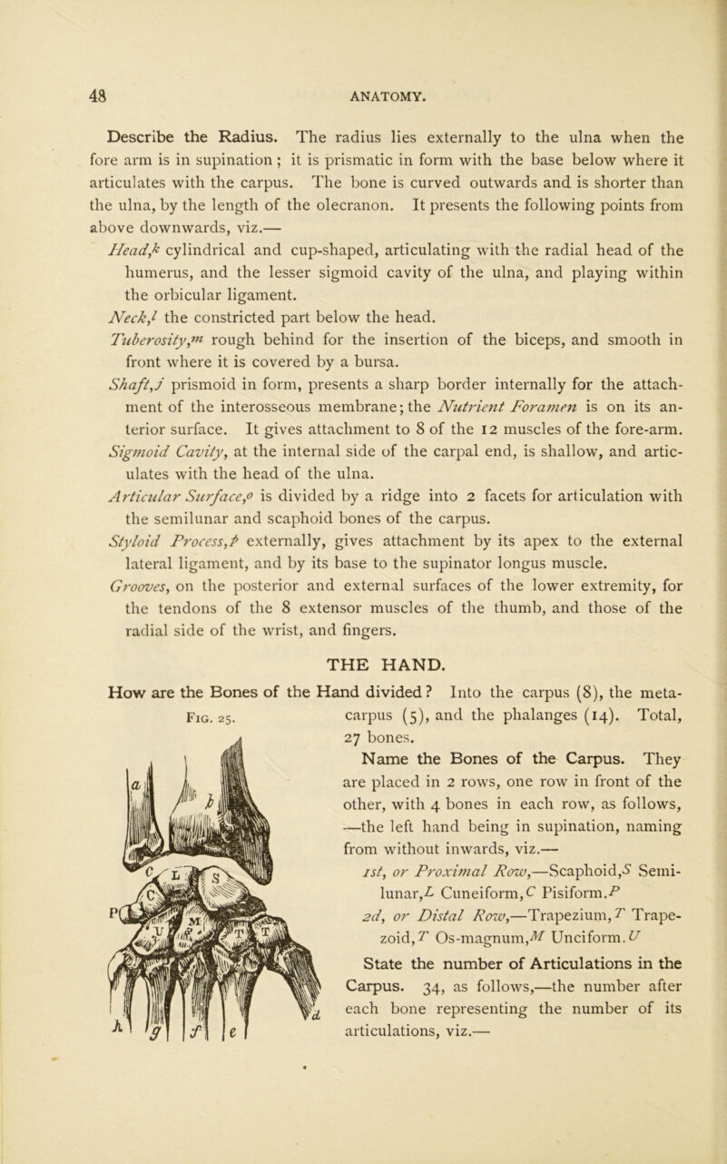 Describe the Radius. The radius lies externally to the ulna when the fore arm is in supination ; it is prismatic in form with the base below where it articulates with the carpus. The bone is curved outwards and is shorter than the ulna, by the length of the olecranon. It presents the following points from above downwards, viz.— Ileadk cylindrical and cup-shaped, articulating with the radial head of the humerus, and the lesser sigmoid cavity of the ulna, and playing within the orbicular ligament. Neck/ the constricted part below the head. Tuberosity,™ rough behind for the insertion of the biceps, and smooth in front where it is covered by a bursa. Shaft, j prismoid in form, presents a sharp border internally for the attach- ment of the interosseous membrane; the Nutrient Foramen is on its an- terior surface. It gives attachment to 8 of the 12 muscles of the fore-arm. Sigmoid Cavity, at the internal side of the carpal end, is shallow, and artic- ulates with the head of the ulna. Articular Surf ace,o is divided by a ridge into 2 facets for articulation with the semilunar and scaphoid bones of the carpus. Styloid Process,P externally, gives attachment by its apex to the external lateral ligament, and by its base to the supinator longus muscle. Grooves, on the posterior and external surfaces of the lower extremity, for the tendons of the 8 extensor muscles of the thumb, and those of the radial side of the wrist, and fingers. THE HAND. How are the Bones of the Hand divided ? Into the carpus (8), the meta- 27 bones. Name the Bones of the Carpus. They are placed in 2 rows, one row in front of the other, with 4 bones in each row, as follows, —the left hand being in supination, naming from without inwards, viz.— 1st, or Proximal Row,—Scaphoid,S Semi- lunar,-£ Cuneiform,C Pisiform. 2d, or Distal Row,—Trapezium, ^ Trape- zoid,^ Os-magnum,^ Unciform. ^ State the number of Articulations in the Carpus. 34, as follows,—the number after each bone representing the number of its articulations, viz.—